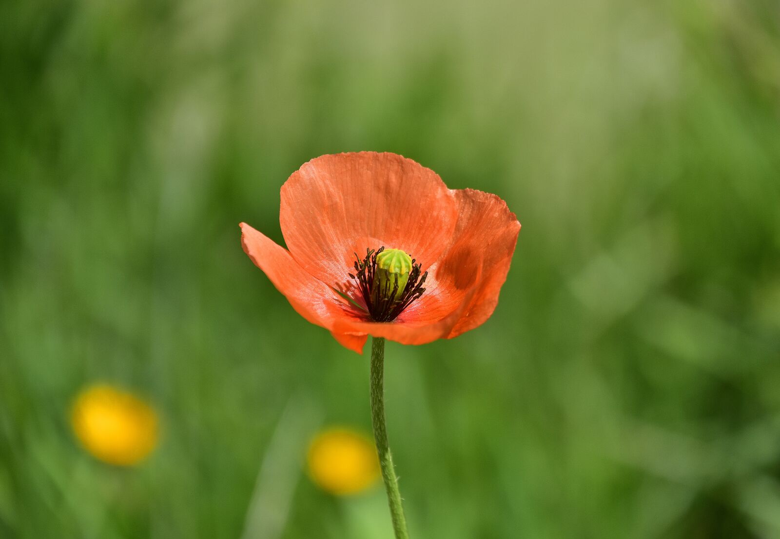 Nikon D7200 sample photo. Nature, summer, flower photography