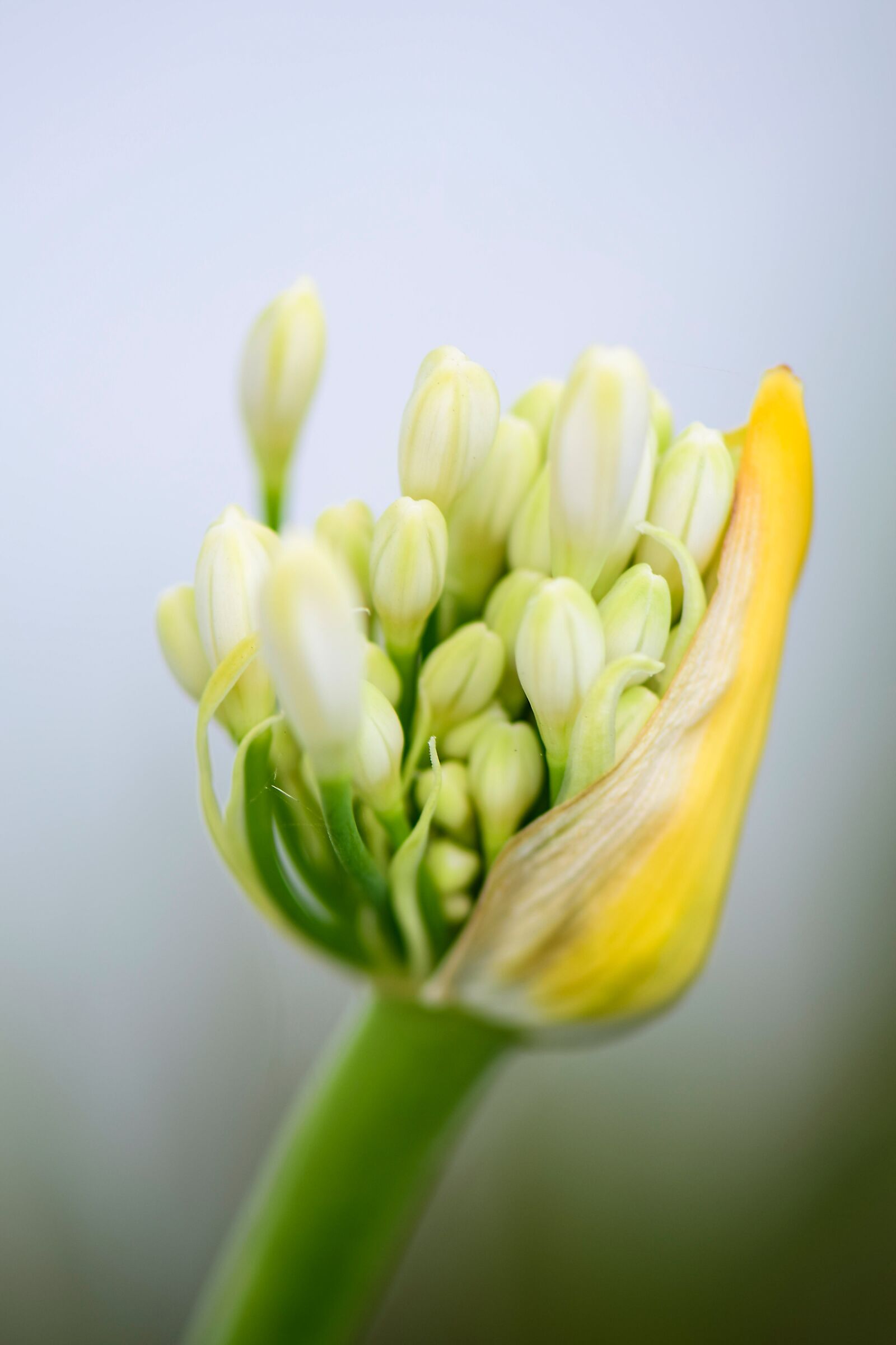 Nikon D5300 sample photo. Agapanthus, flowers, white photography