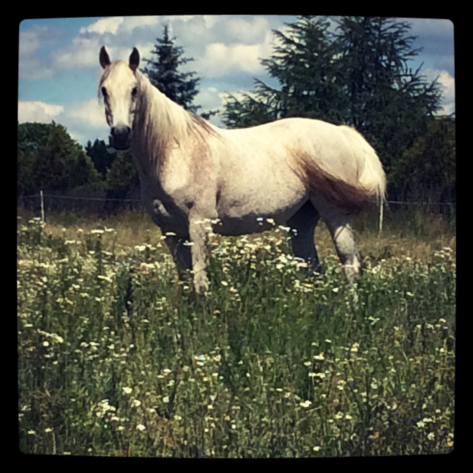 iPhone 5s back camera 4.15mm f/2.2 sample photo. Horse, summer, countryside photography