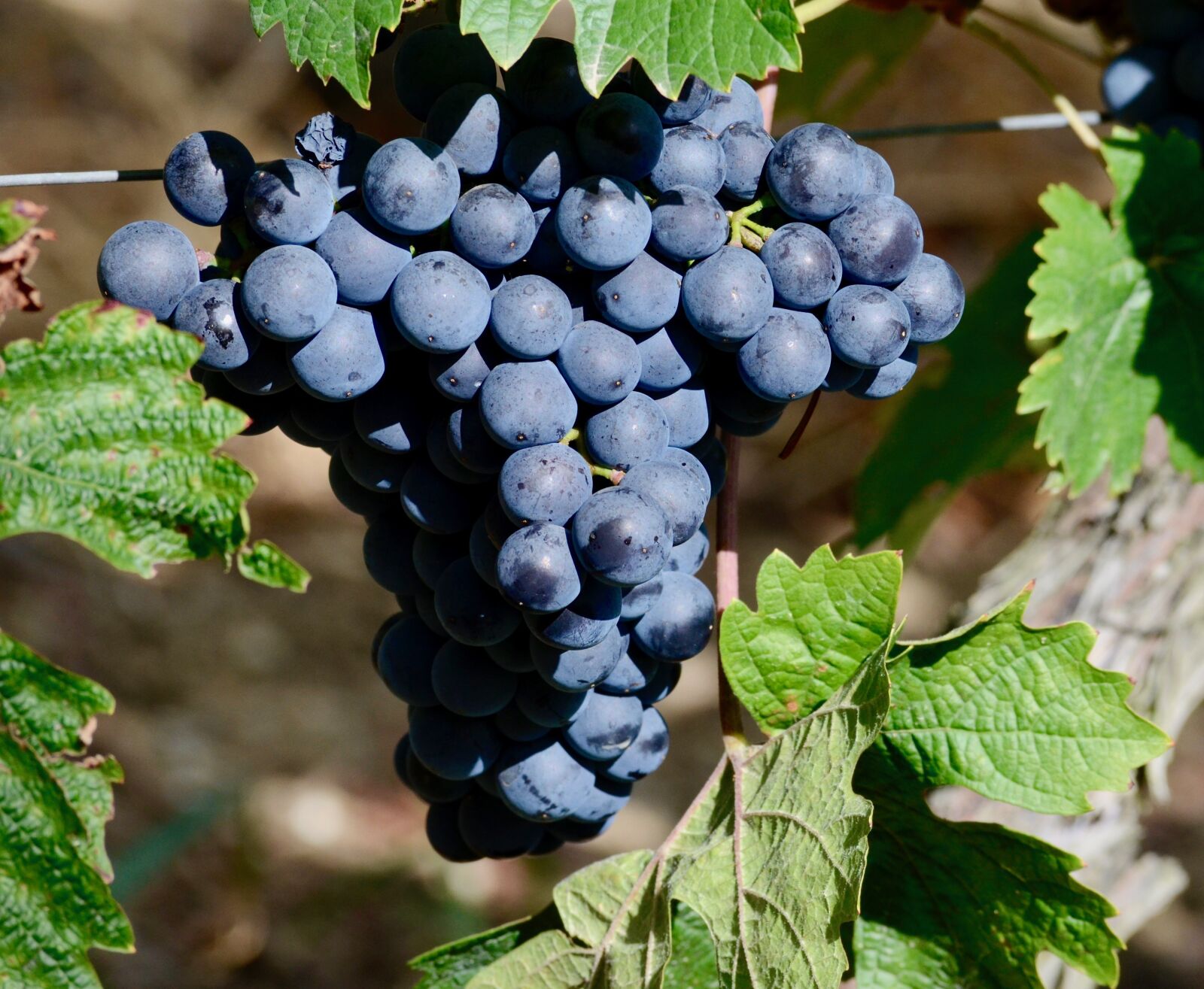 Nikon D5100 sample photo. Wine, vines, grapes photography