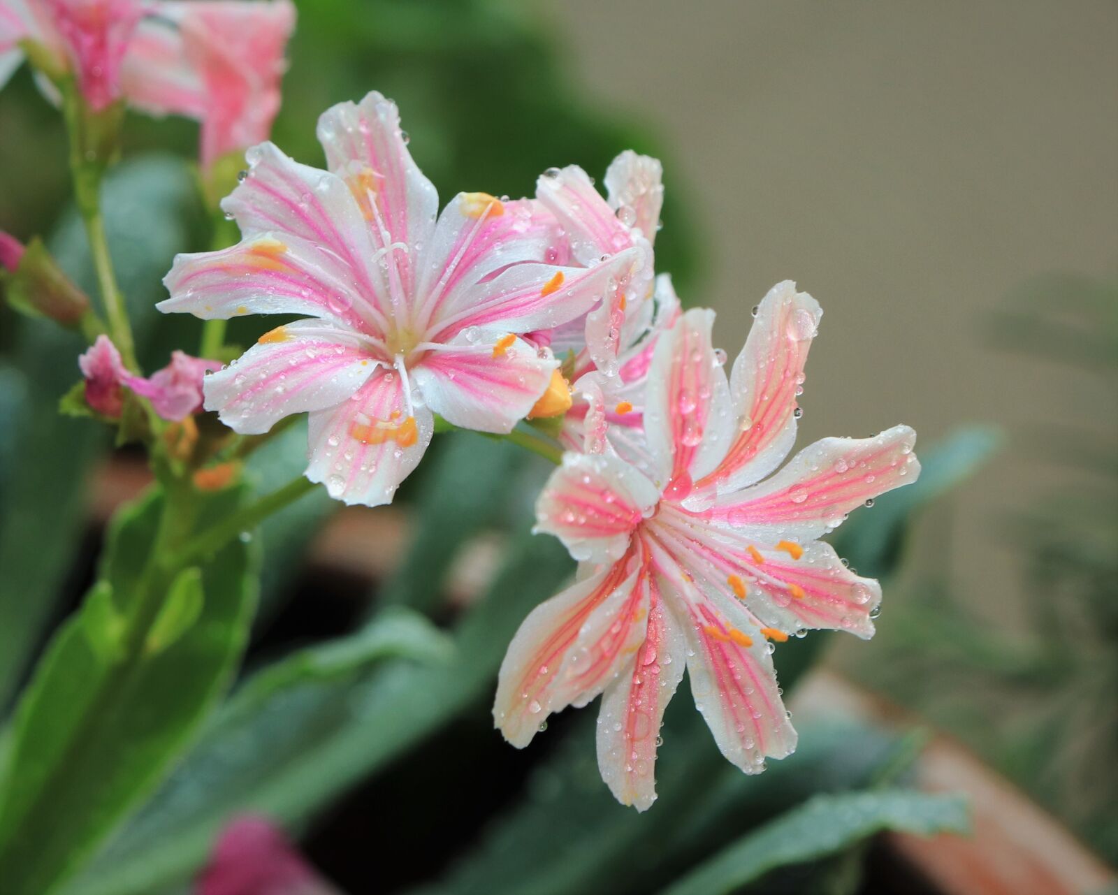 Canon EOS 800D (EOS Rebel T7i / EOS Kiss X9i) sample photo. Pink, petal, surgery photography