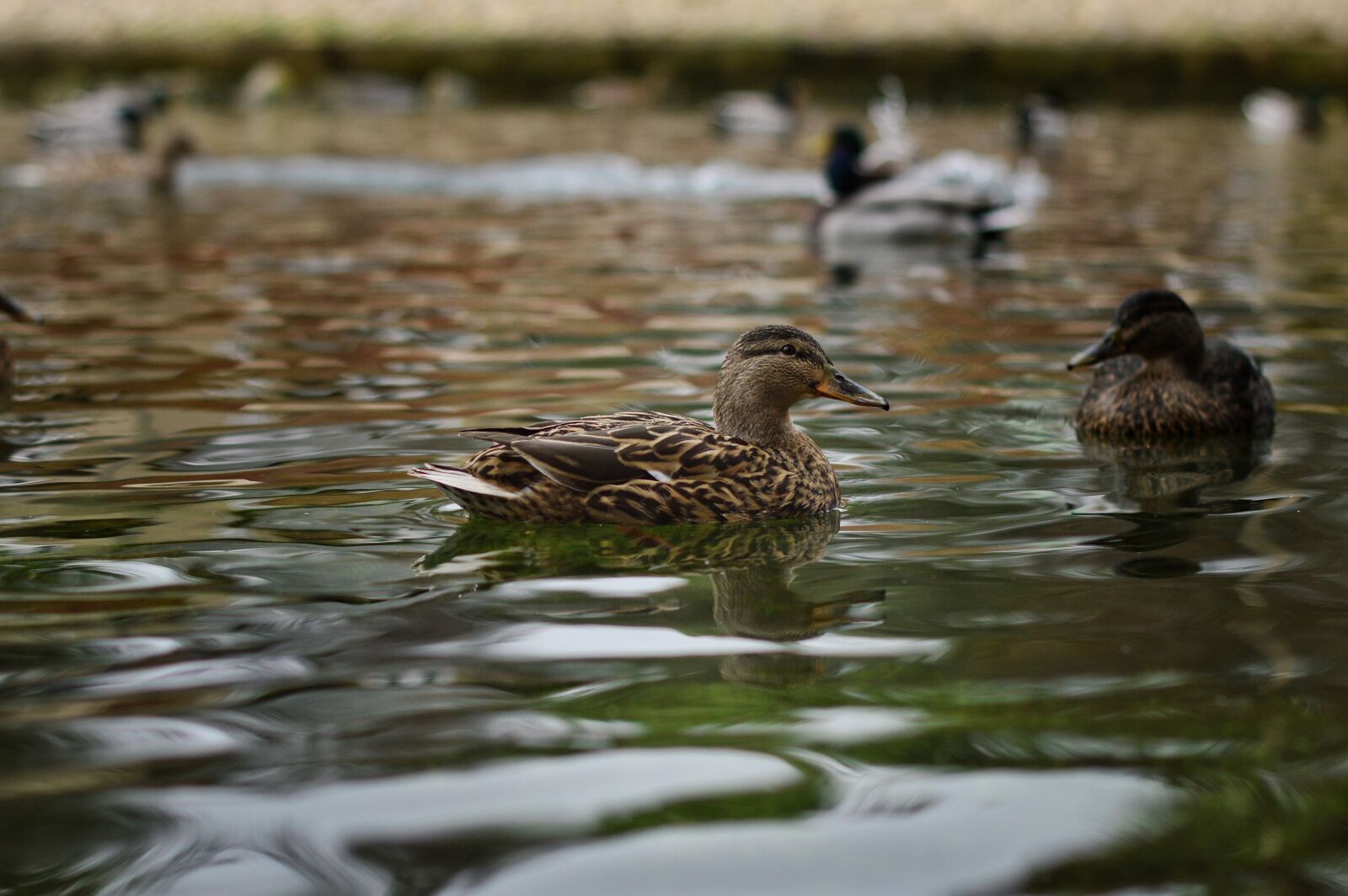 Nikon D3200 sample photo. Duck, lake, nature photography