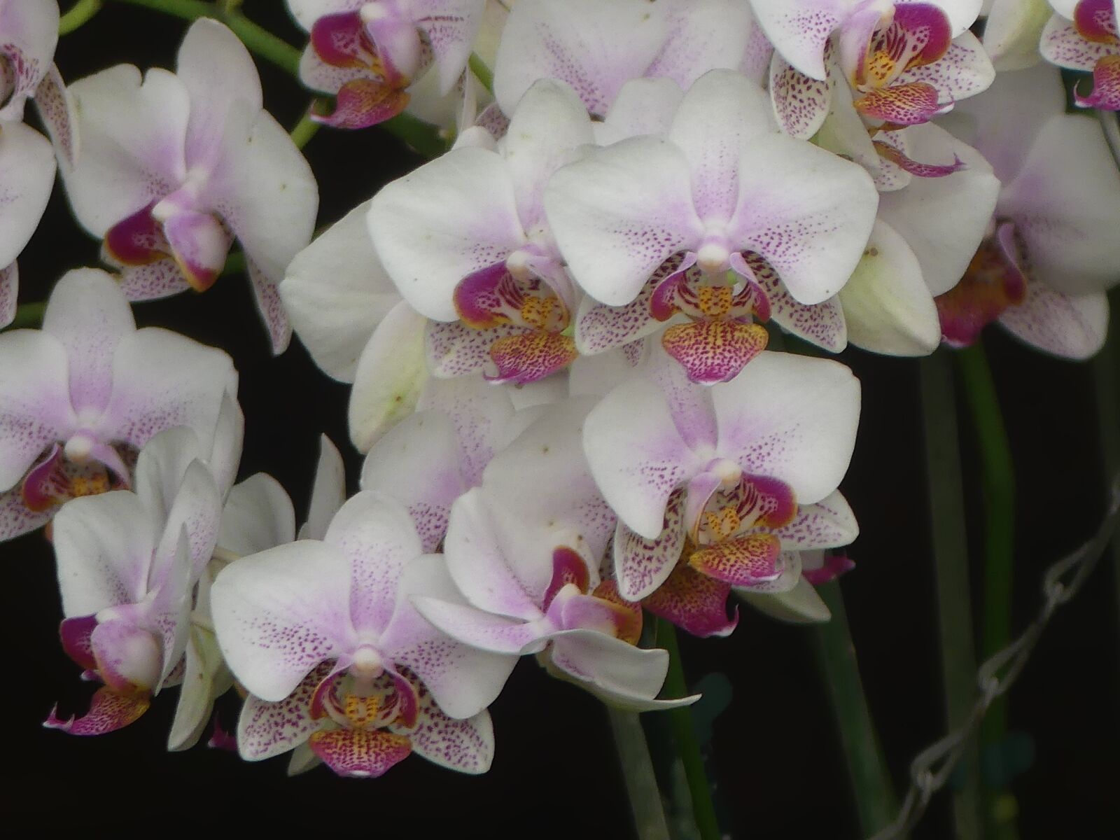 Panasonic Lumix DMC-FZ300 sample photo. Orchid, flower, blossom photography