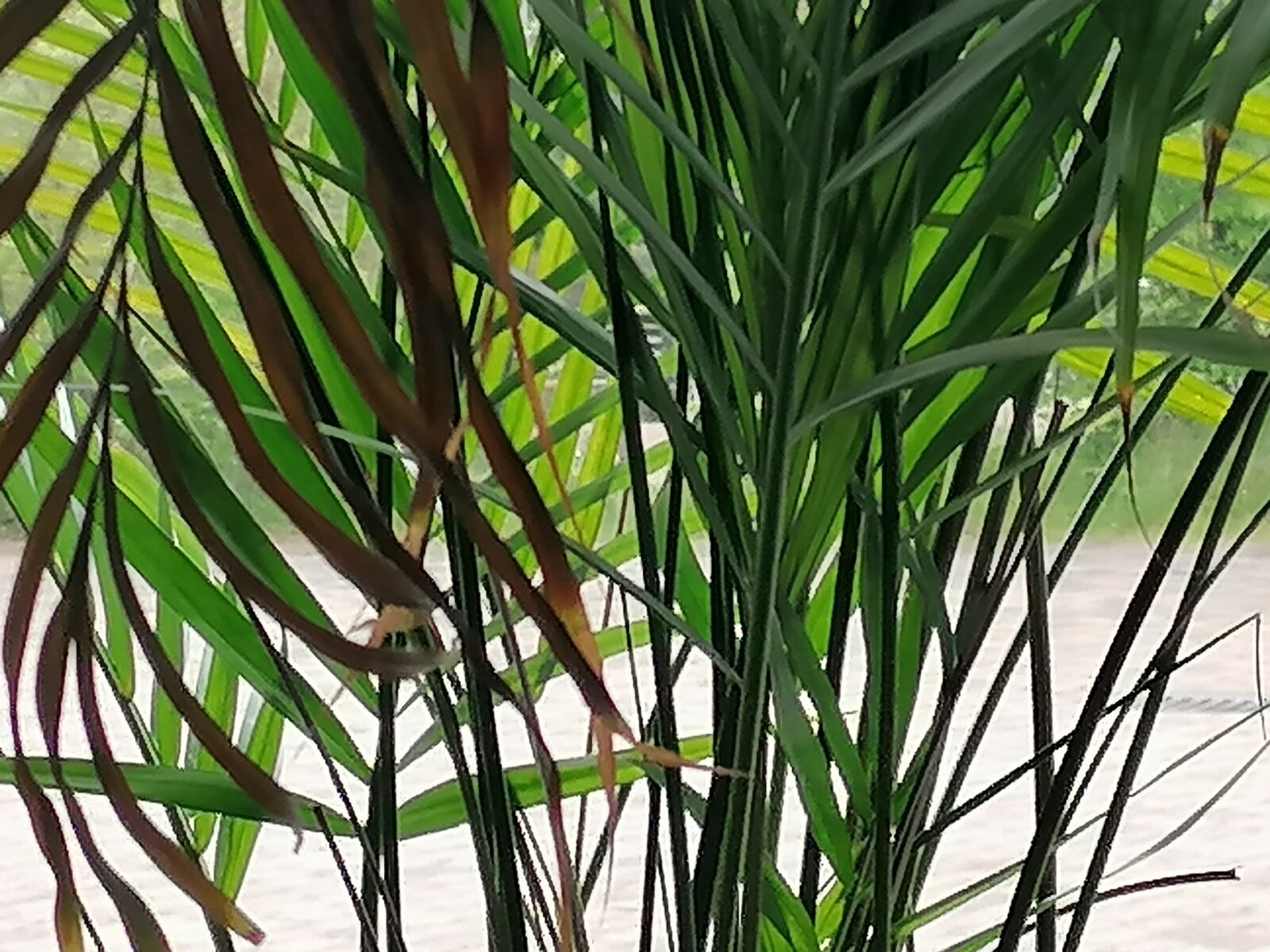 HUAWEI P30 LITE sample photo. Winter, flower, zone photography