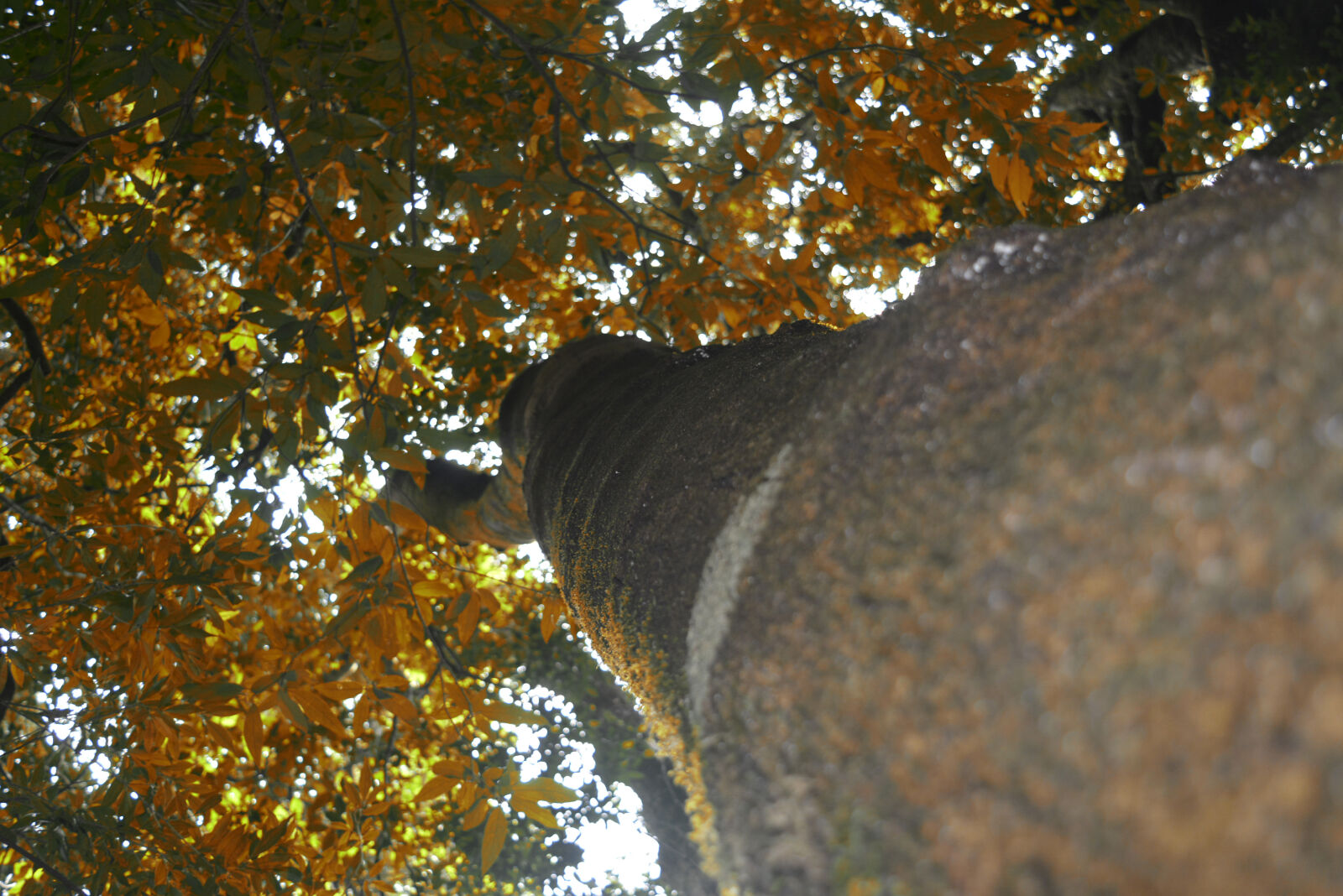 Nikon AF-S DX Nikkor 18-55mm F3.5-5.6G VR II sample photo. Height, tree photography