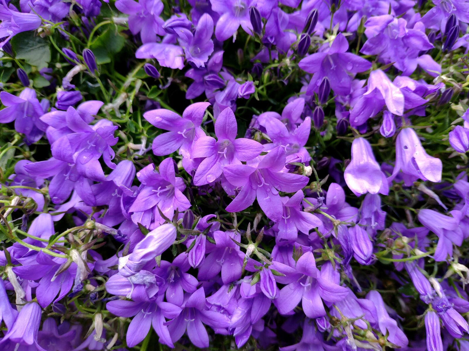 Xiaomi Mi MIX 2S sample photo. Campanula, flower, purple photography