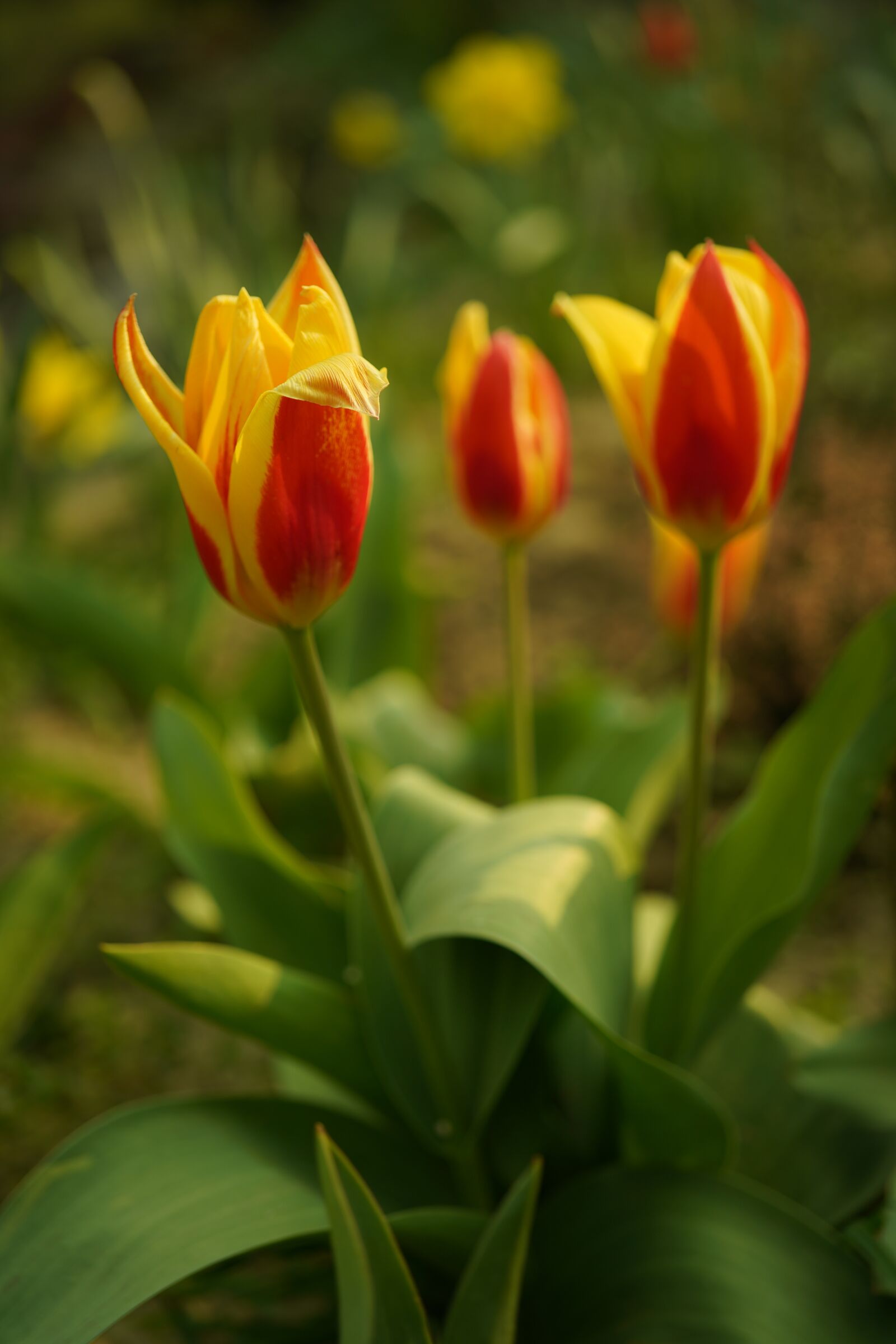 Sony a7R III sample photo. Red tulip, garden flower photography
