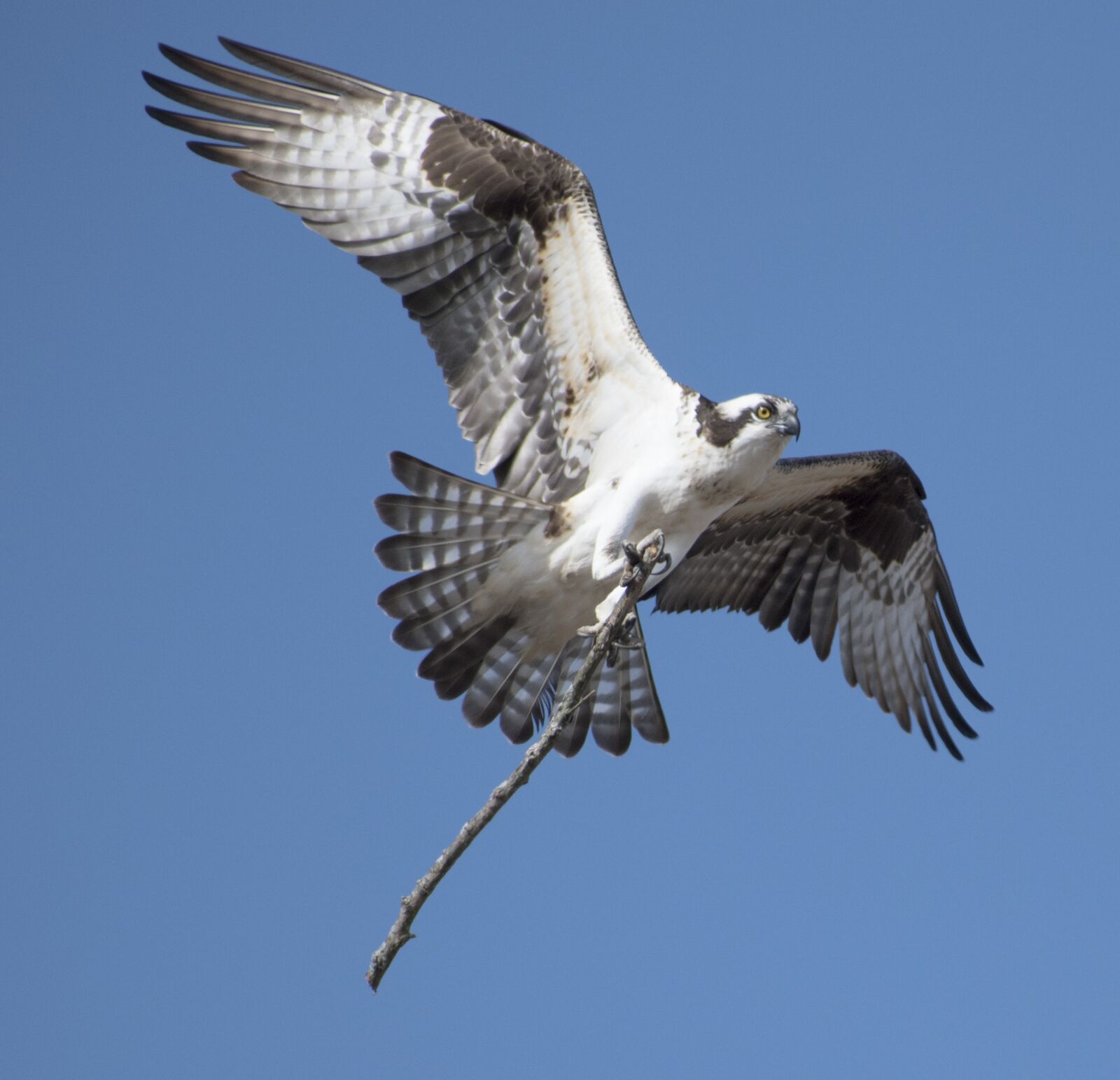Nikon D5600 sample photo. Osprey, nest, nature photography