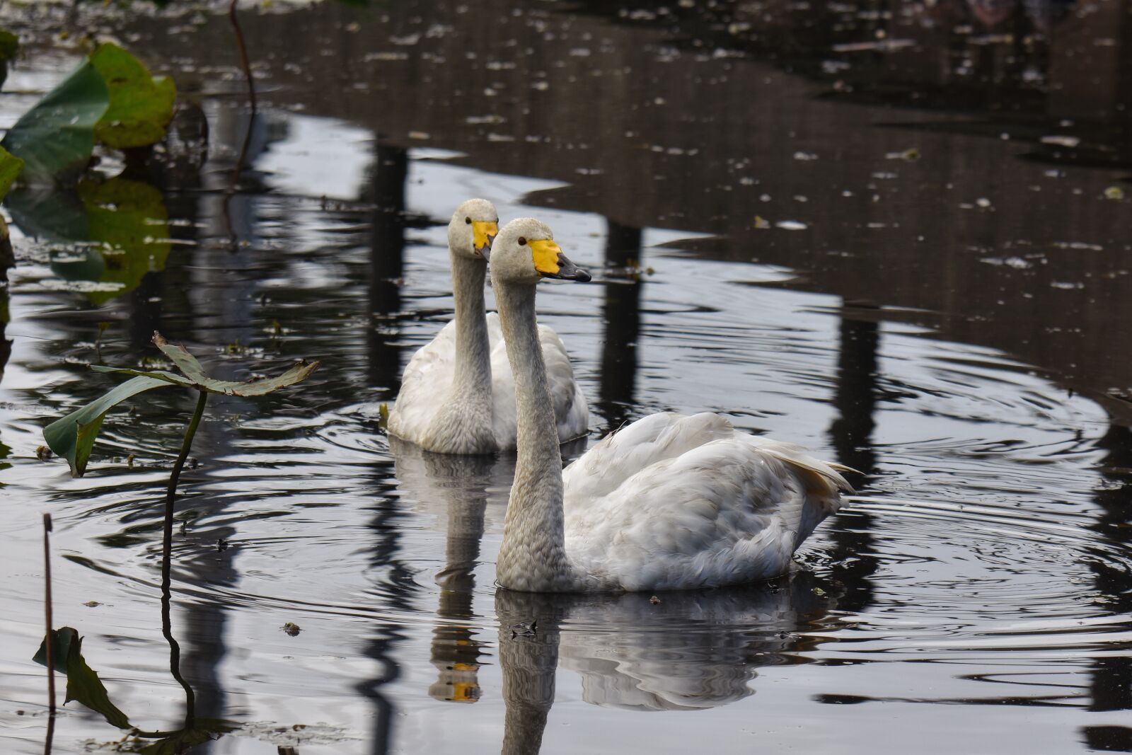 Nikon D7200 sample photo. Animal, lake, bird photography
