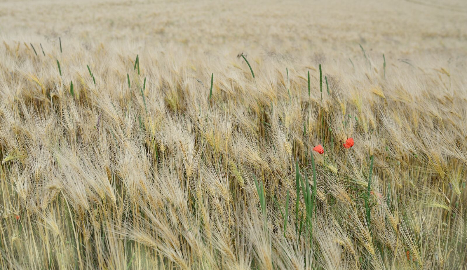 Nikon D610 sample photo. Barley, barley field, cereals photography