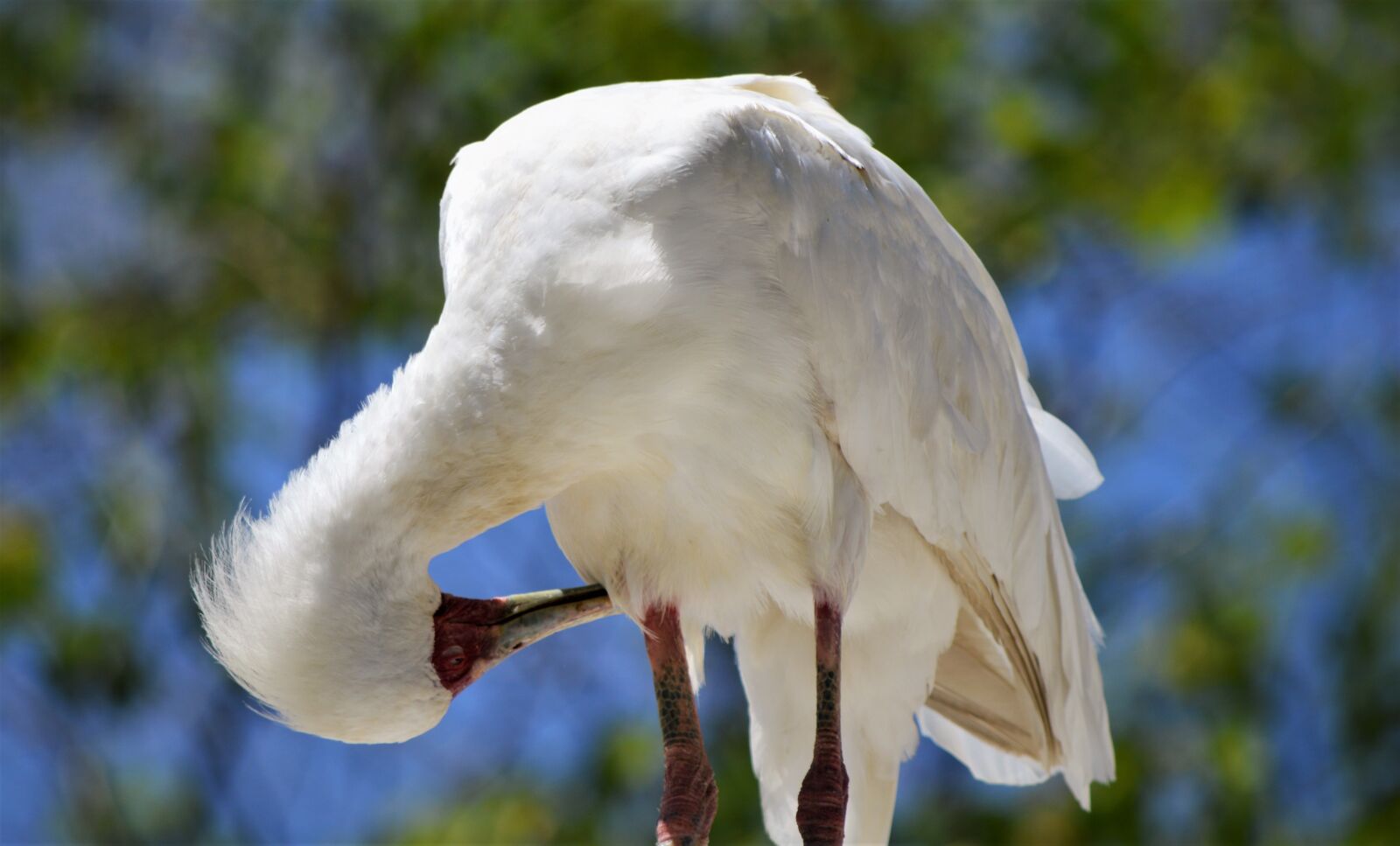 Nikon D3200 sample photo. Bird, safari park, san photography