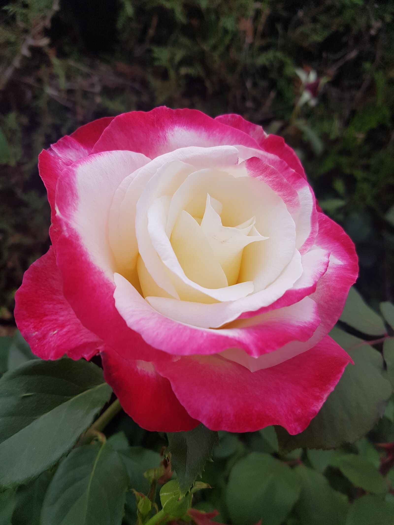 Samsung Galaxy S7 Edge sample photo. Rose, red, white photography