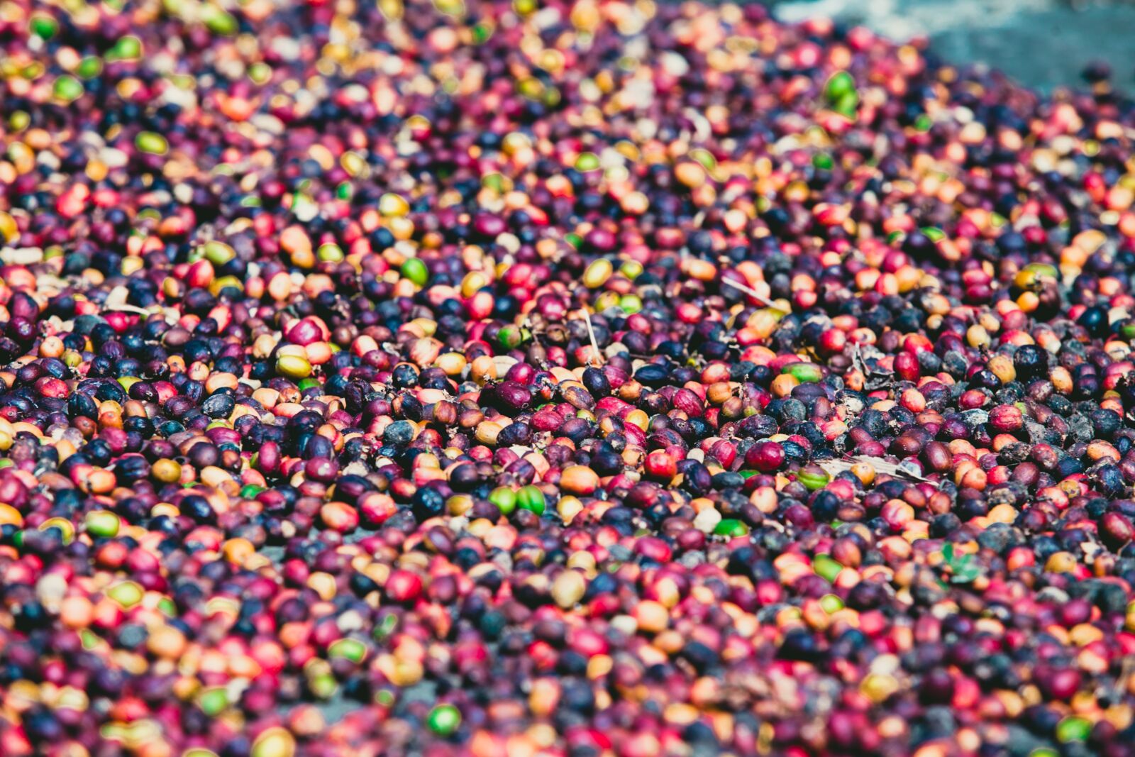 Canon EF 70-200mm F2.8L USM sample photo. Coffee, grains, caffeine photography