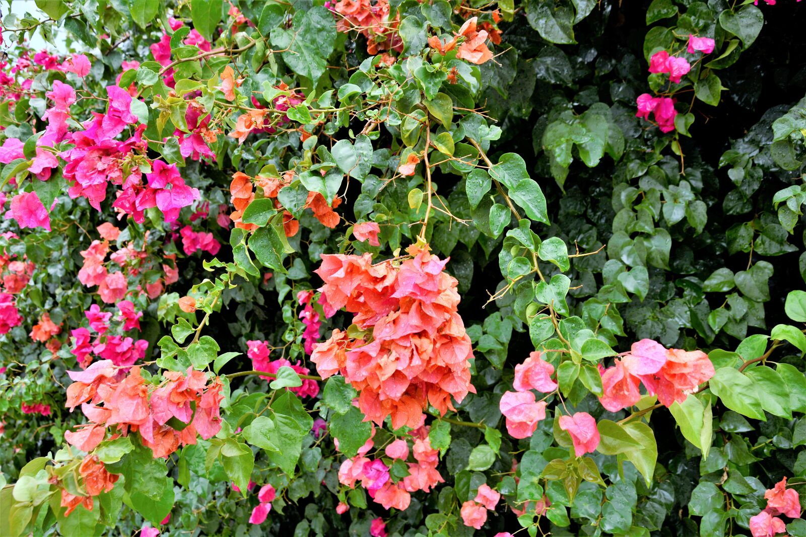 Nikon D7100 sample photo. Flowers, colorful, flowering vines photography