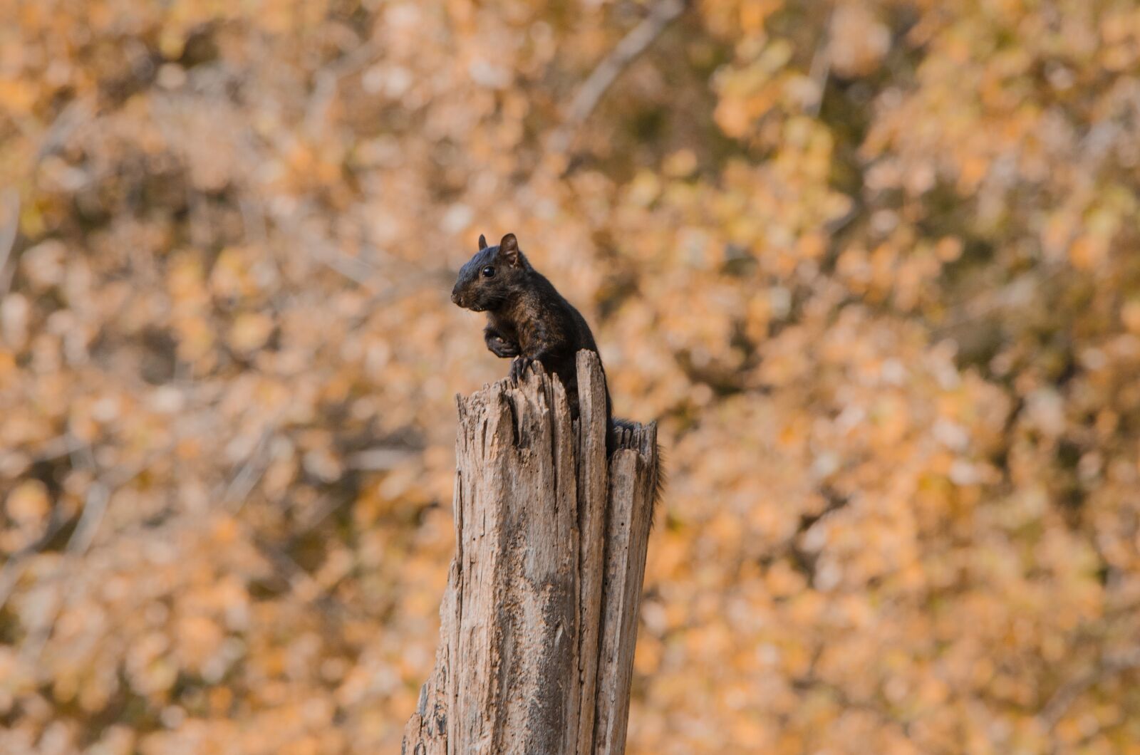Nikon D7000 sample photo. Squirrel, park, animal photography