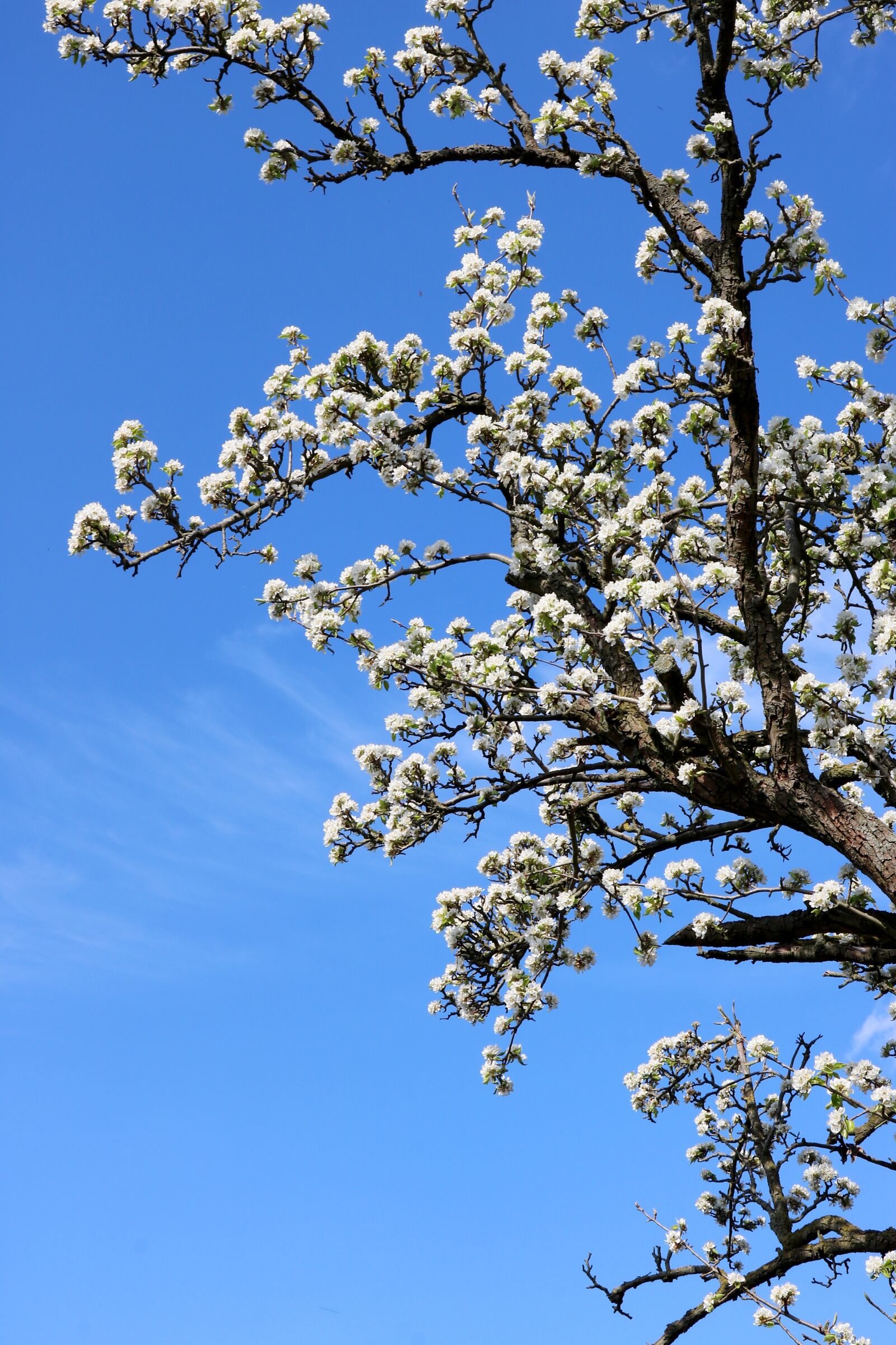 Canon EOS 750D (EOS Rebel T6i / EOS Kiss X8i) sample photo. Tree, bloom, spring photography