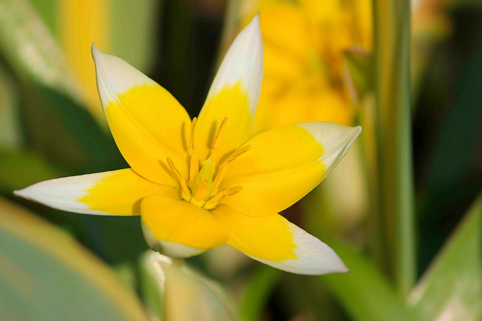 Canon EOS 600D (Rebel EOS T3i / EOS Kiss X5) sample photo. Flower, blossom, bloom photography