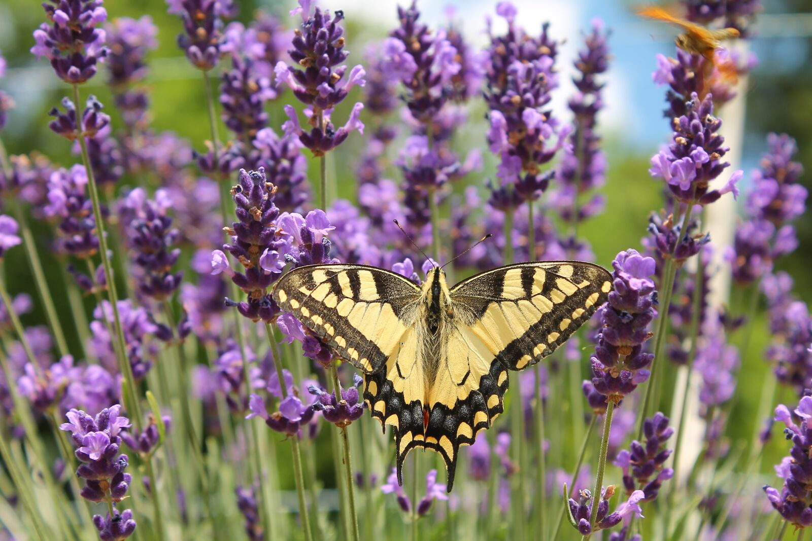 Canon EOS 1100D (EOS Rebel T3 / EOS Kiss X50) sample photo. Common, butterfly, yellow photography
