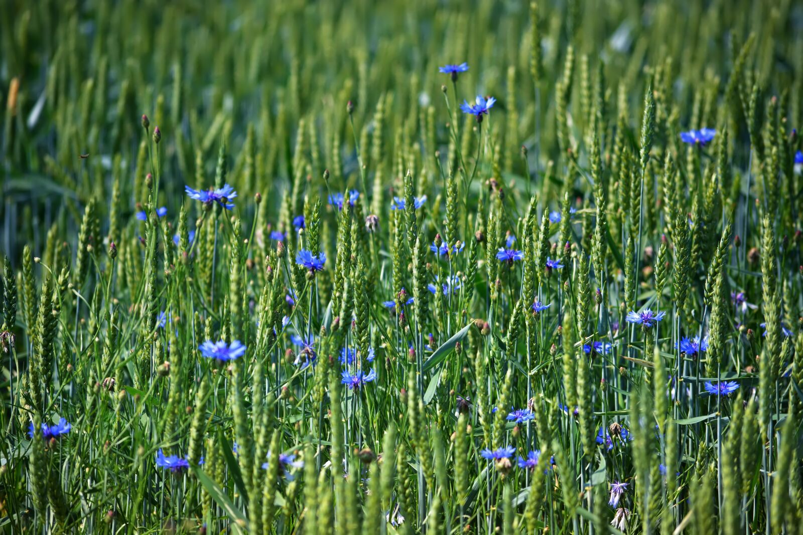 Nikon D5200 sample photo. Field, cereals, cornflowers photography