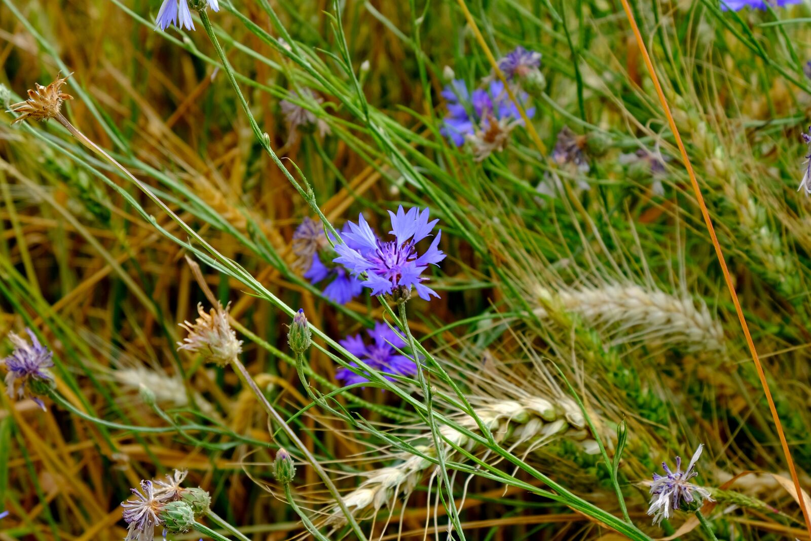 Fujifilm X-T20 sample photo. Cornflower, flower, meadow photography