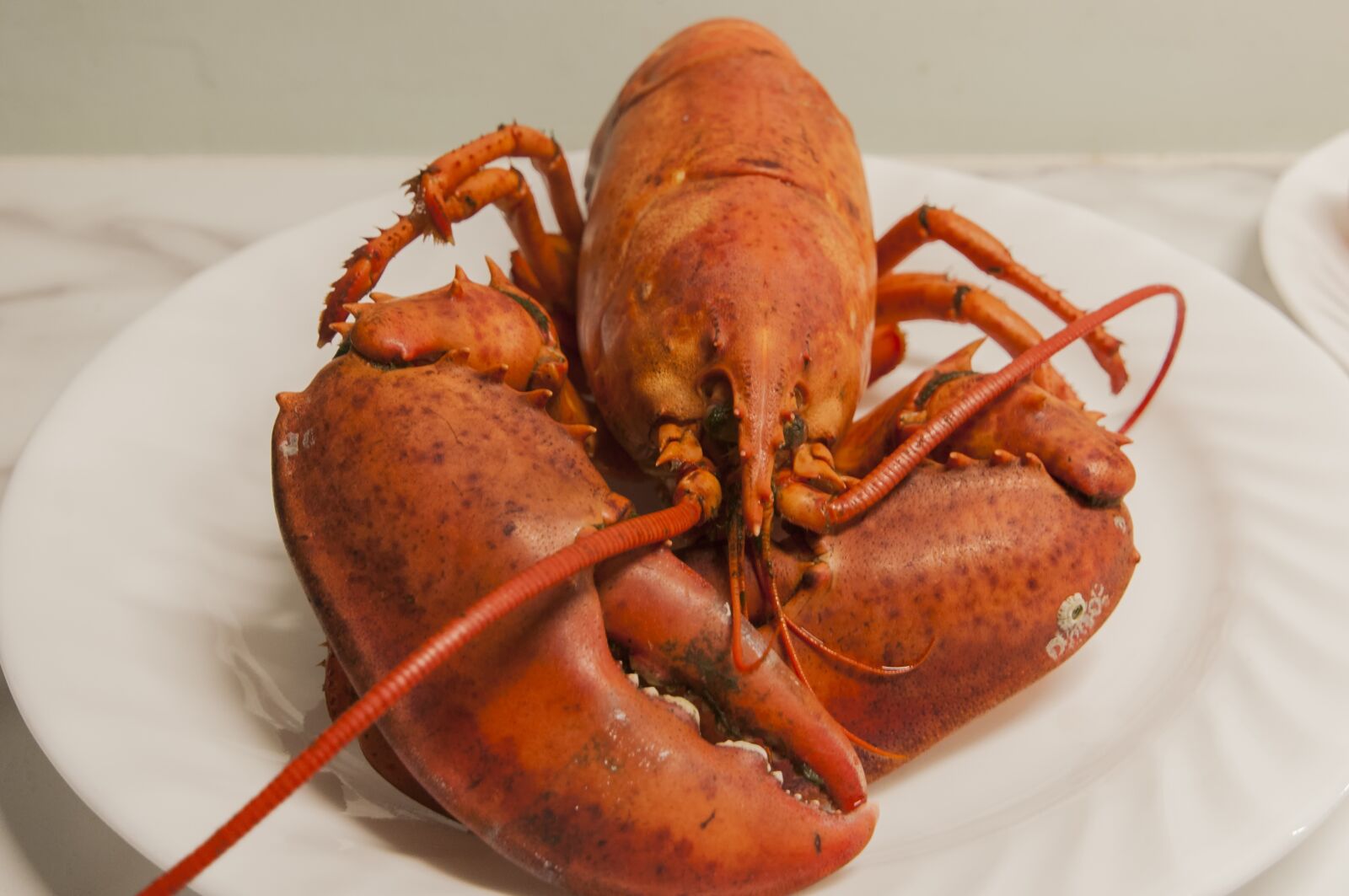 Nikon D300S sample photo. Lobster, seafood, shellfish photography