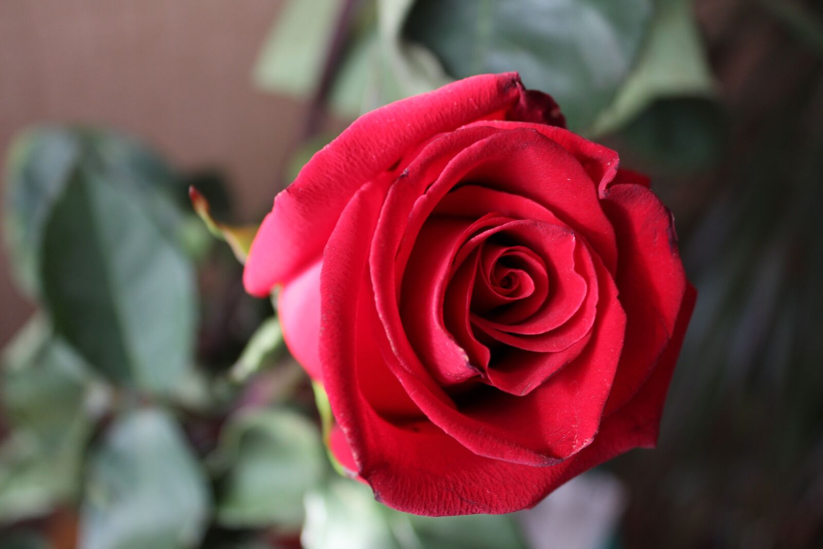 Canon EOS 650D (EOS Rebel T4i / EOS Kiss X6i) sample photo. Rose, flower, petal photography