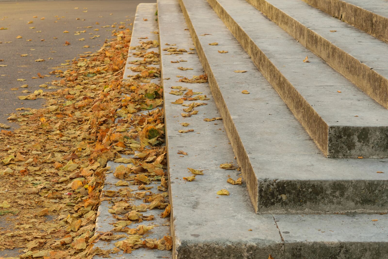 Nikon D5300 sample photo. Market, markets, leaves photography
