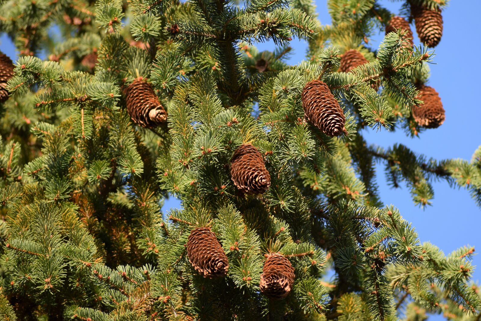 Nikon D3300 sample photo. Picea abies, european spruce photography