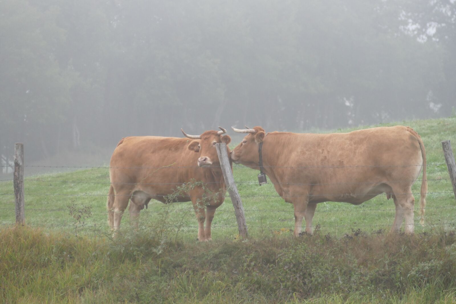 Panasonic Lumix DMC-FZ1000 sample photo. Cow, mammal, fauna photography