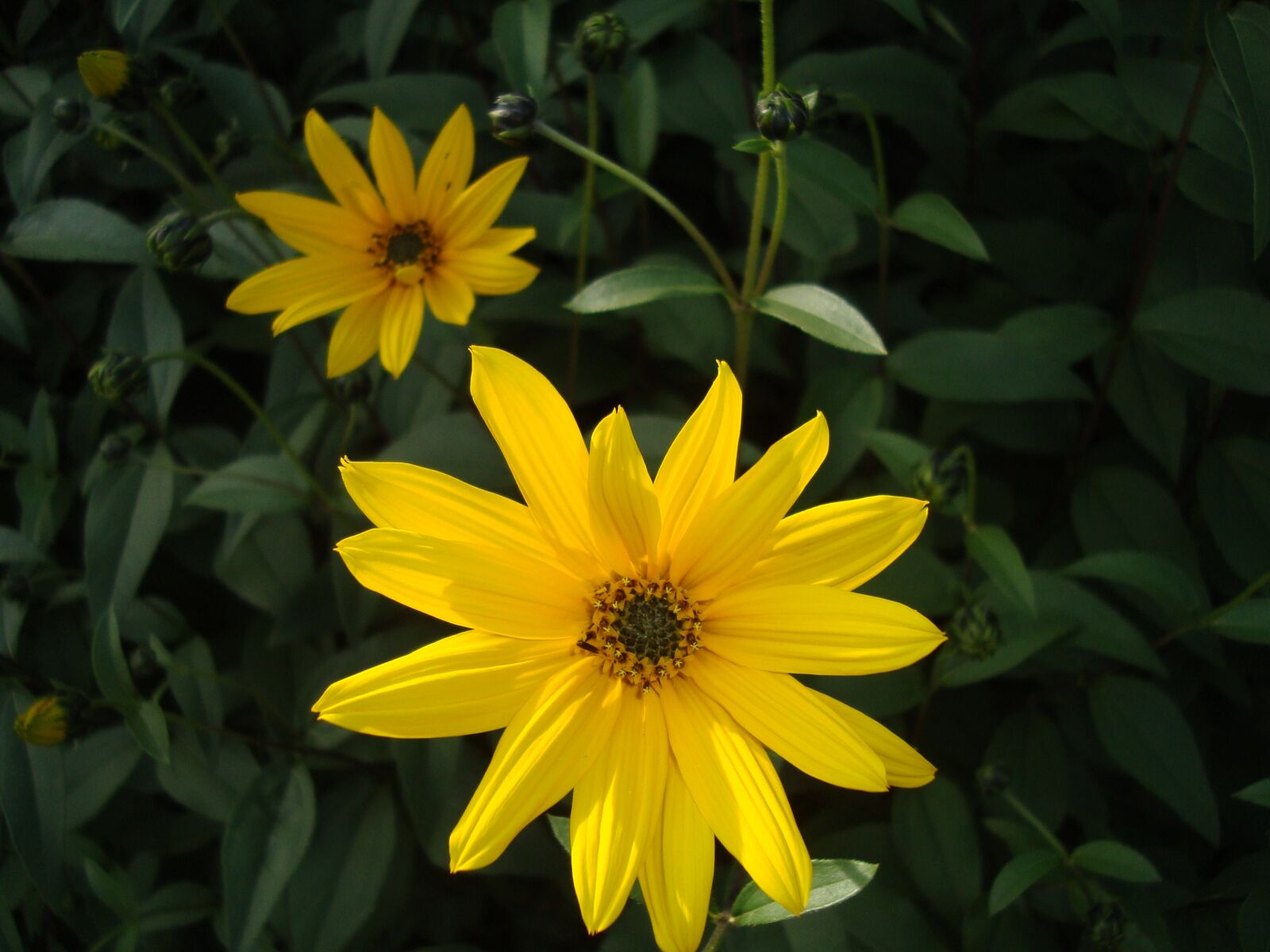 Sony Cyber-shot DSC-W120 sample photo. Flower, yellow, sunflower photography