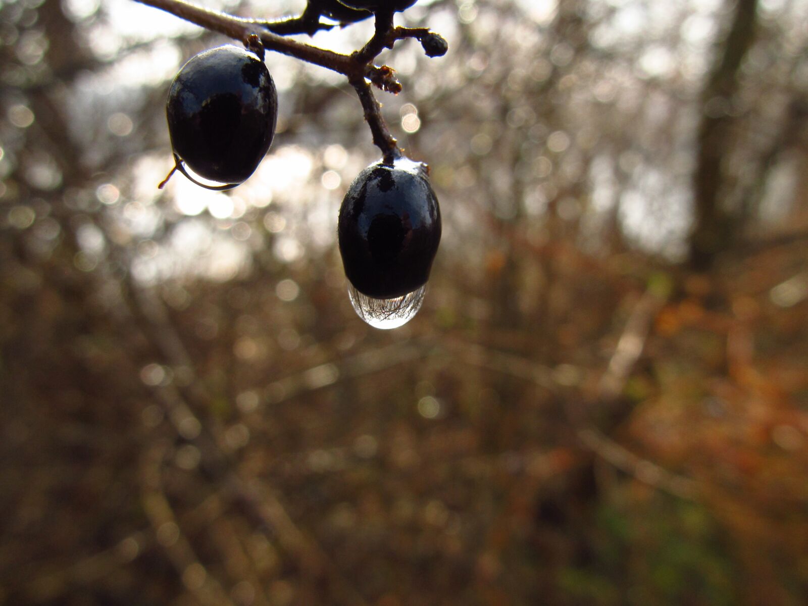 Canon PowerShot SX130 IS sample photo. Raindrop, fruit, yield photography