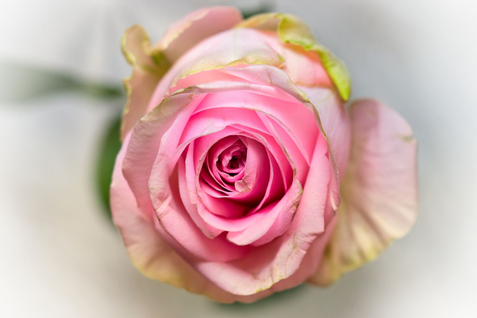 Canon EOS 200D (EOS Rebel SL2 / EOS Kiss X9) sample photo. Rose, pink, noble photography