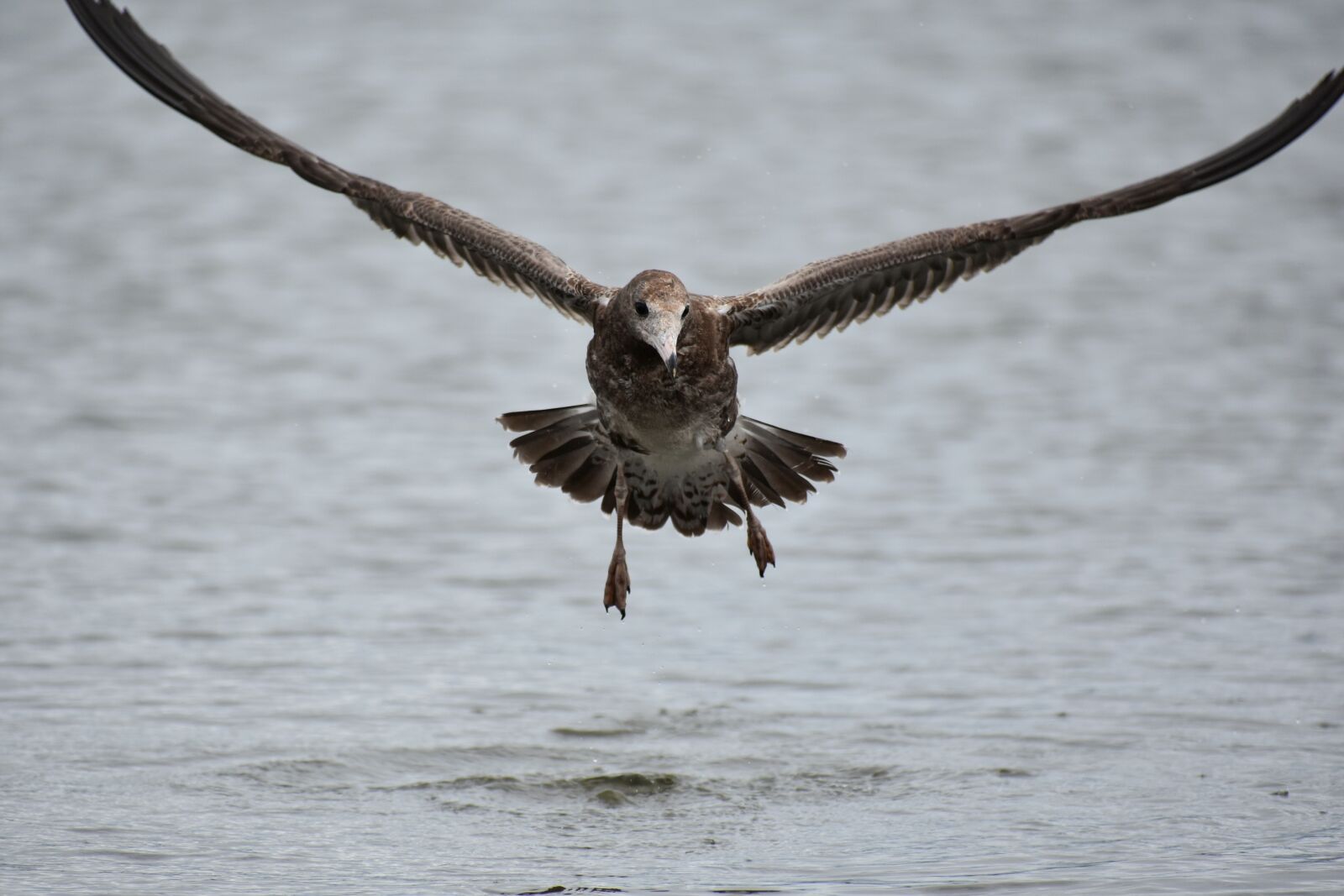 Nikon D7200 sample photo. Animal, sea, beach photography