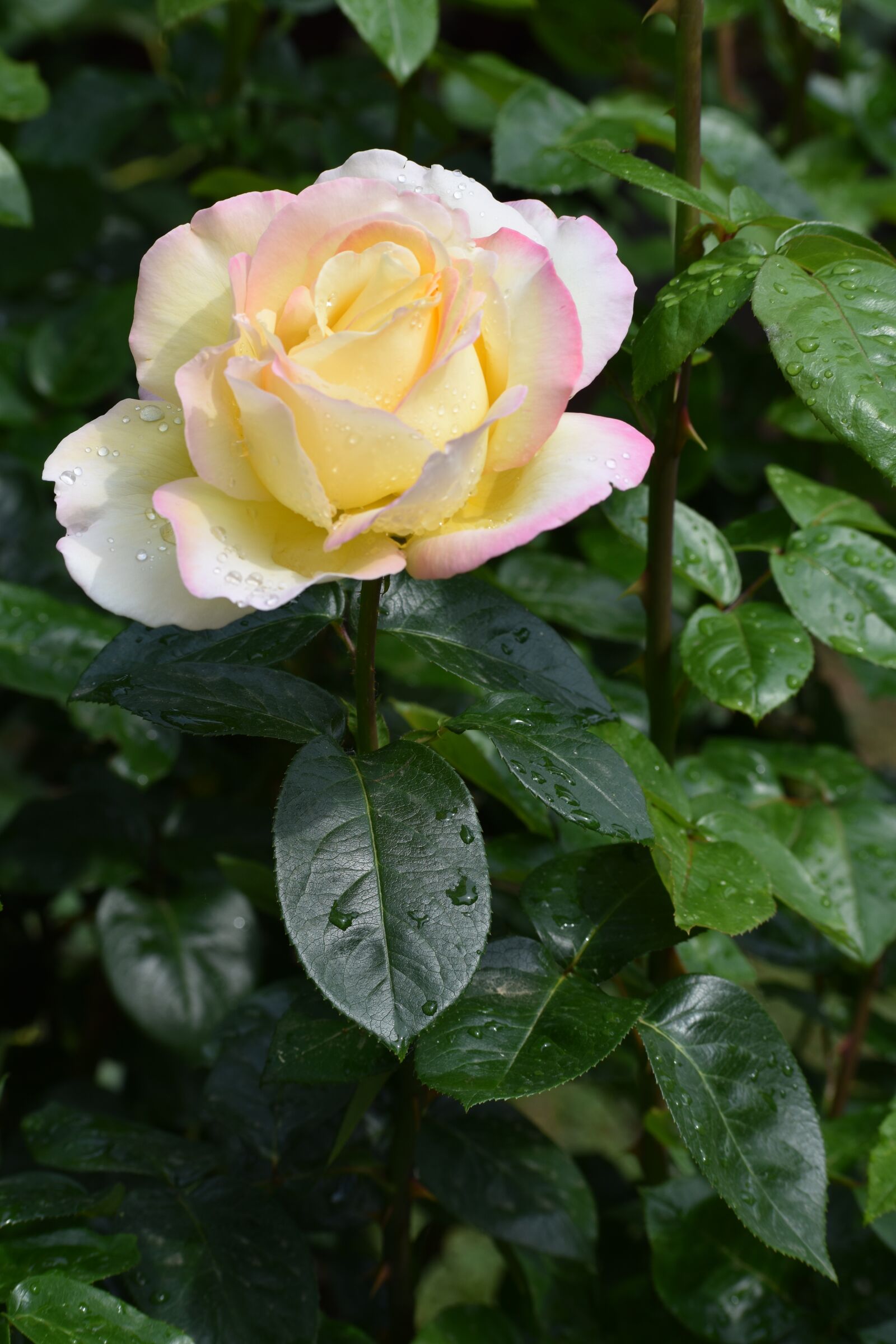 Nikon D3500 sample photo. Flowers, spring, flora photography