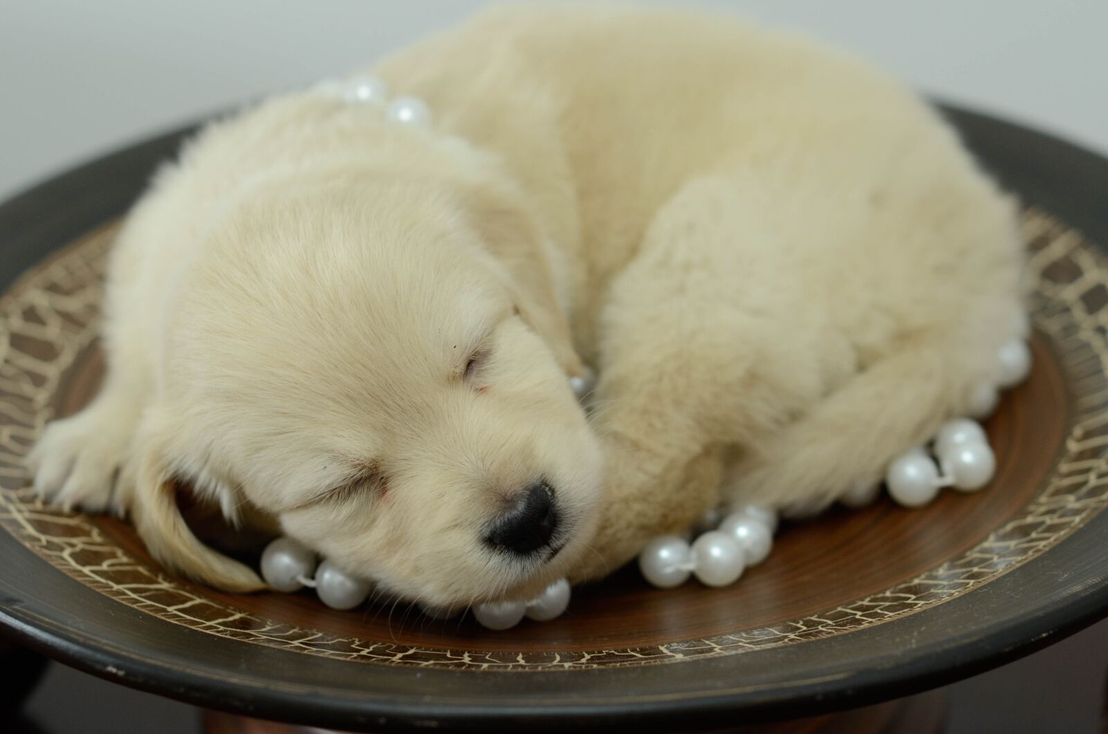 Nikon D7000 sample photo. Pet, animal, dog photography