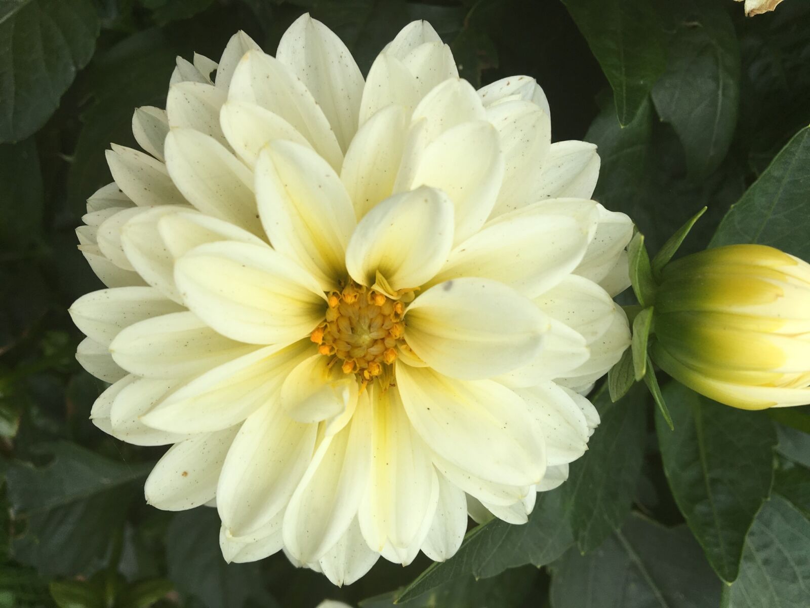 Apple iPhone 6s sample photo