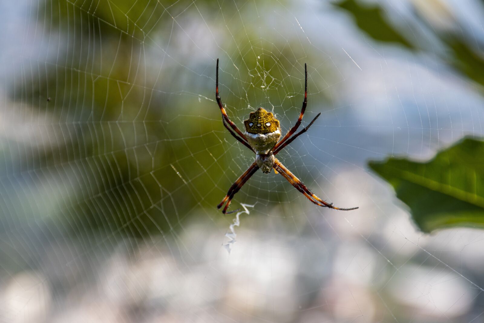 Nikon D5500 sample photo. Spider, nature, garden spider photography