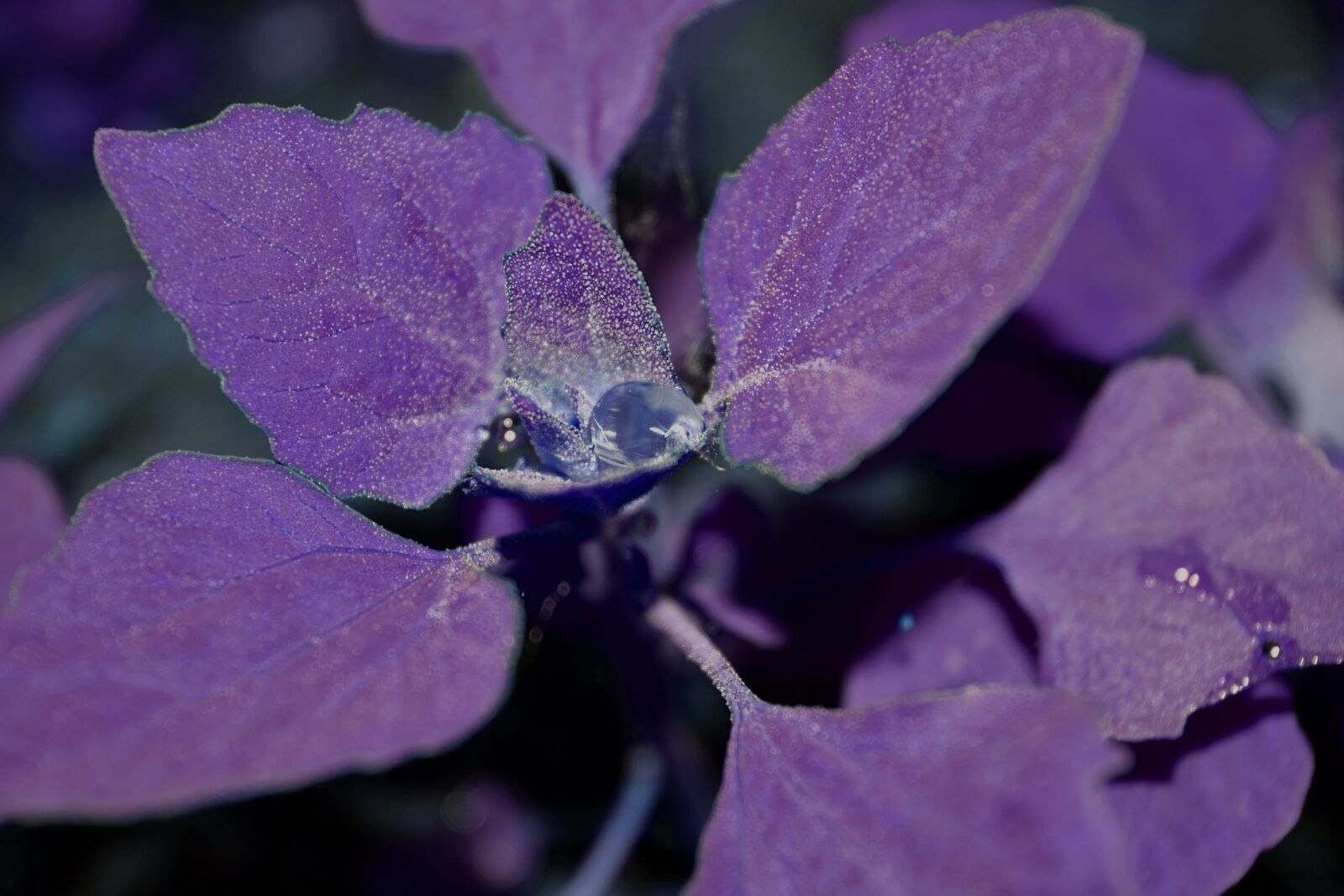 Nikon D3300 sample photo. Purple, water droplets, plant photography