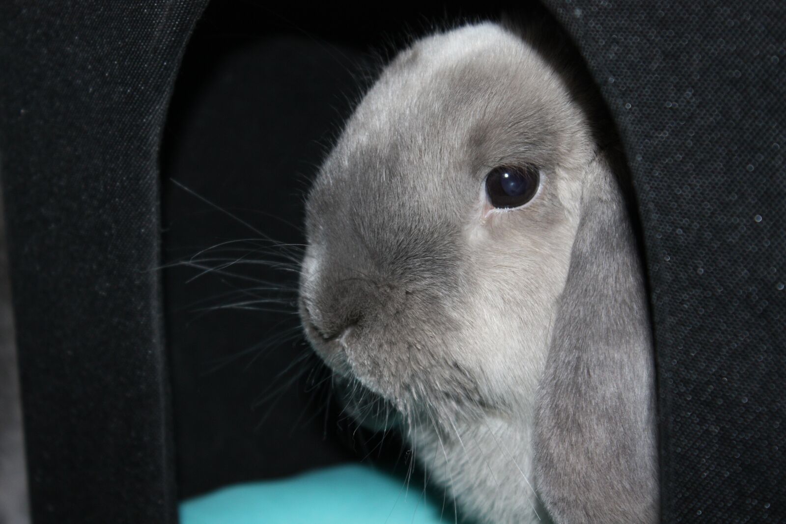 Canon EOS 450D (EOS Rebel XSi / EOS Kiss X2) sample photo. Rabbit, ram, bunny photography