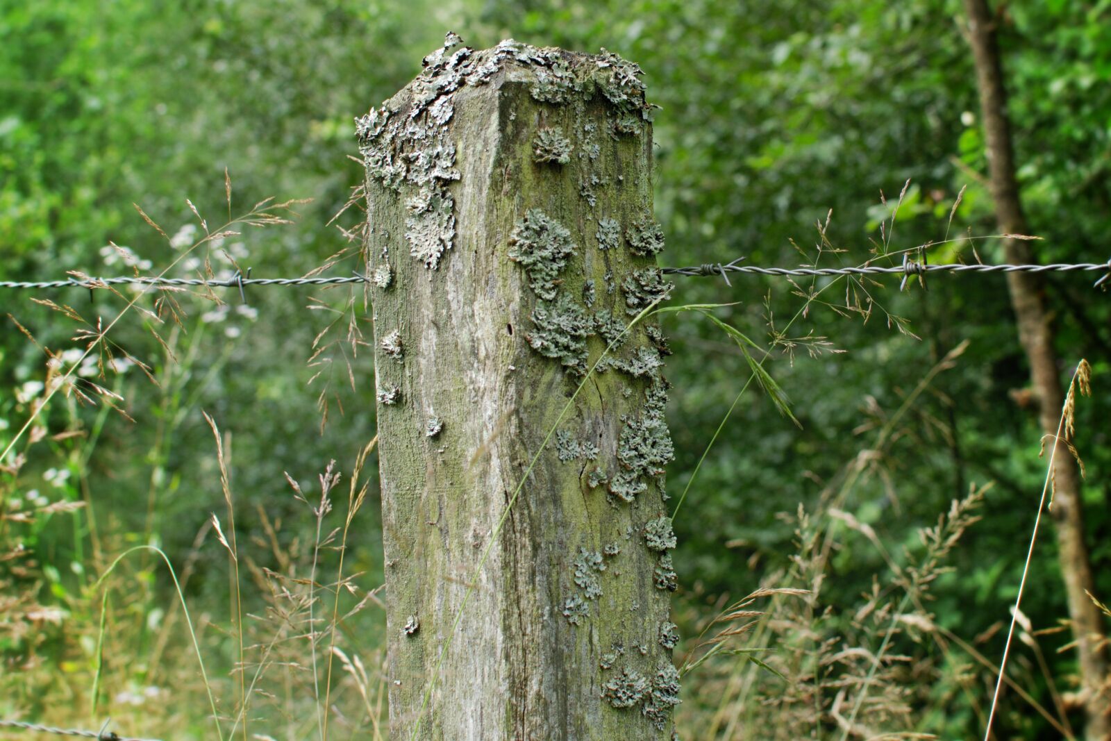 Nikon D7100 sample photo. Wooden posts, post, barbed photography