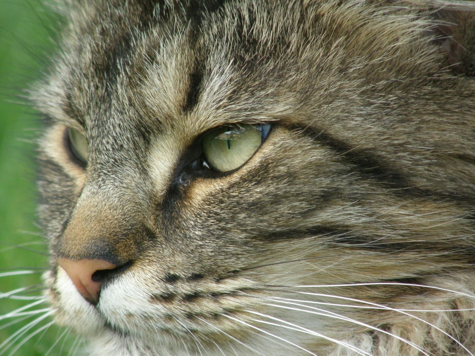 Olympus SP550UZ sample photo. Cat, portrait, norwegian forest photography