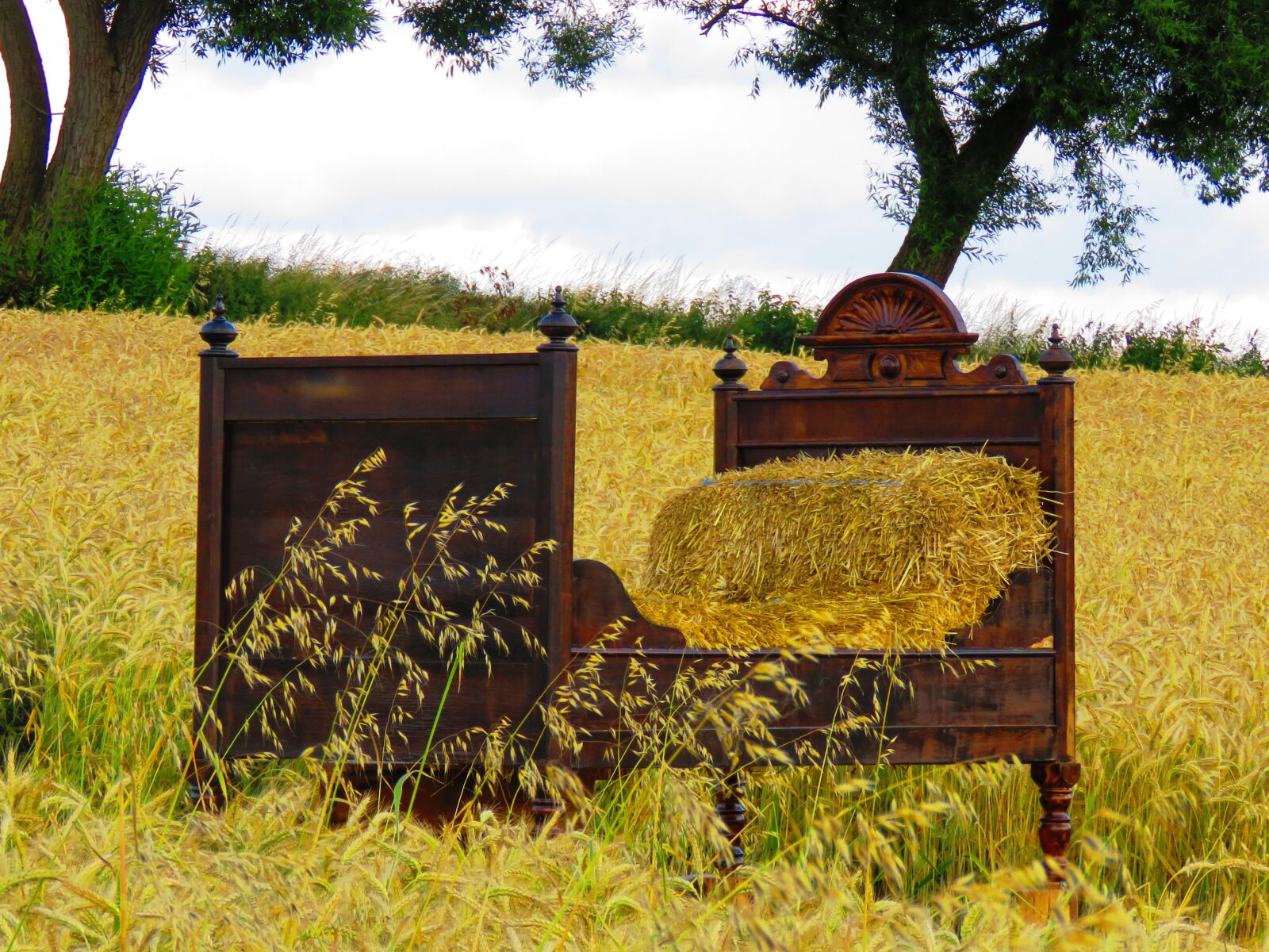 Canon PowerShot SX60 HS sample photo. Bed, cornfield, bed in photography