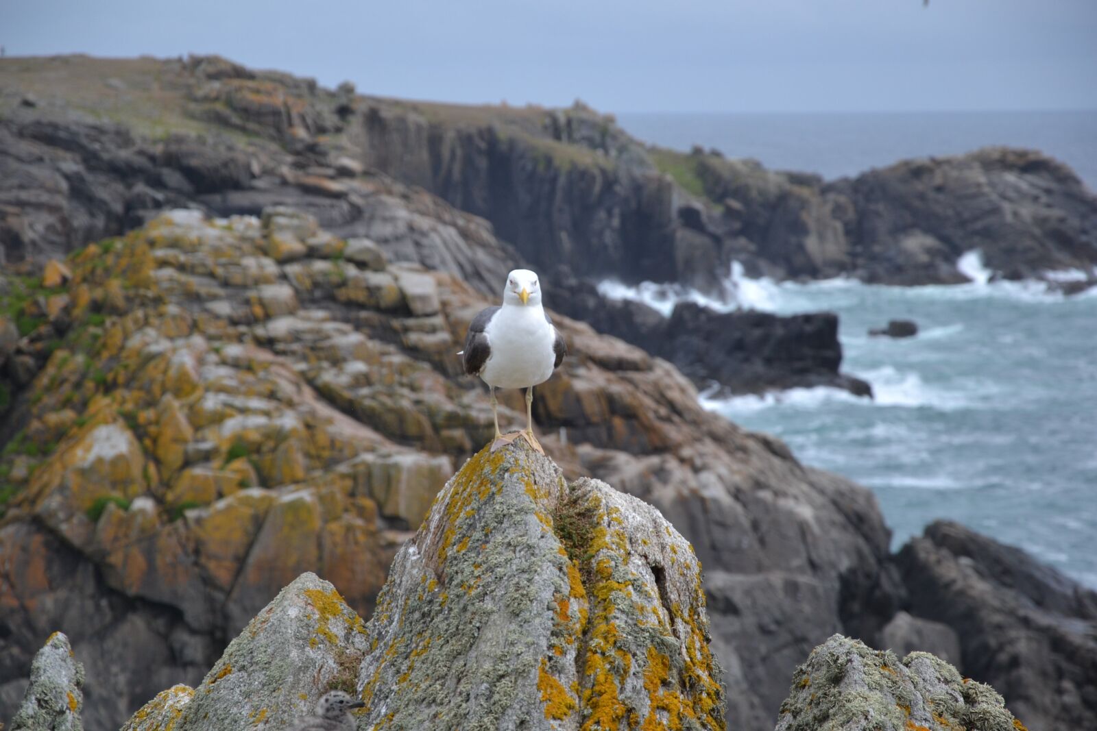 Nikon D3100 sample photo. Gull, sea, side photography