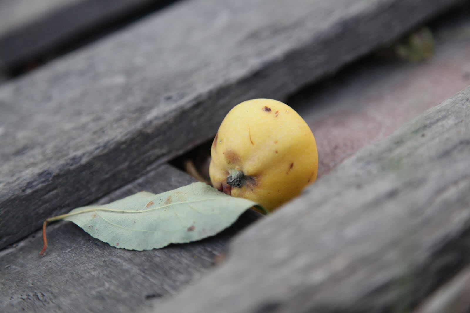 Canon EOS 5D Mark II sample photo. Apple, tree, yellow apple photography