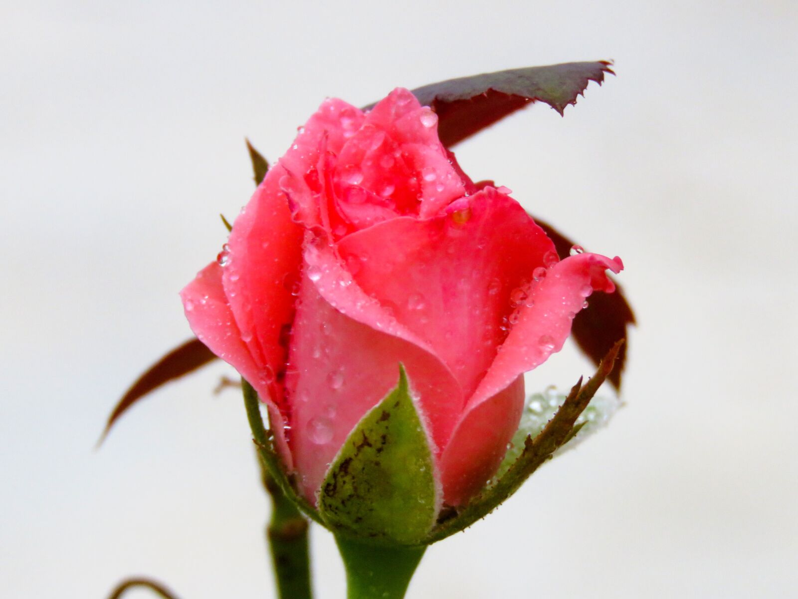 Canon PowerShot SX60 HS sample photo. Rose, flower, petals photography