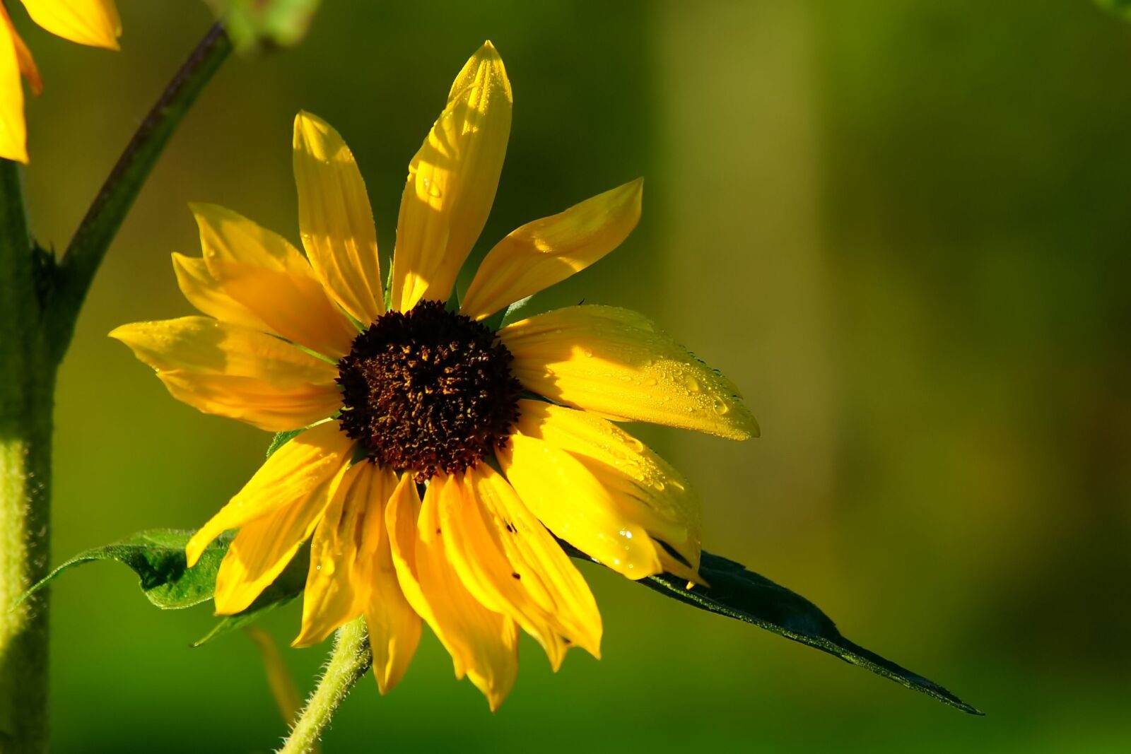 Sony a99 II sample photo. Flower, sunflower, blossom photography