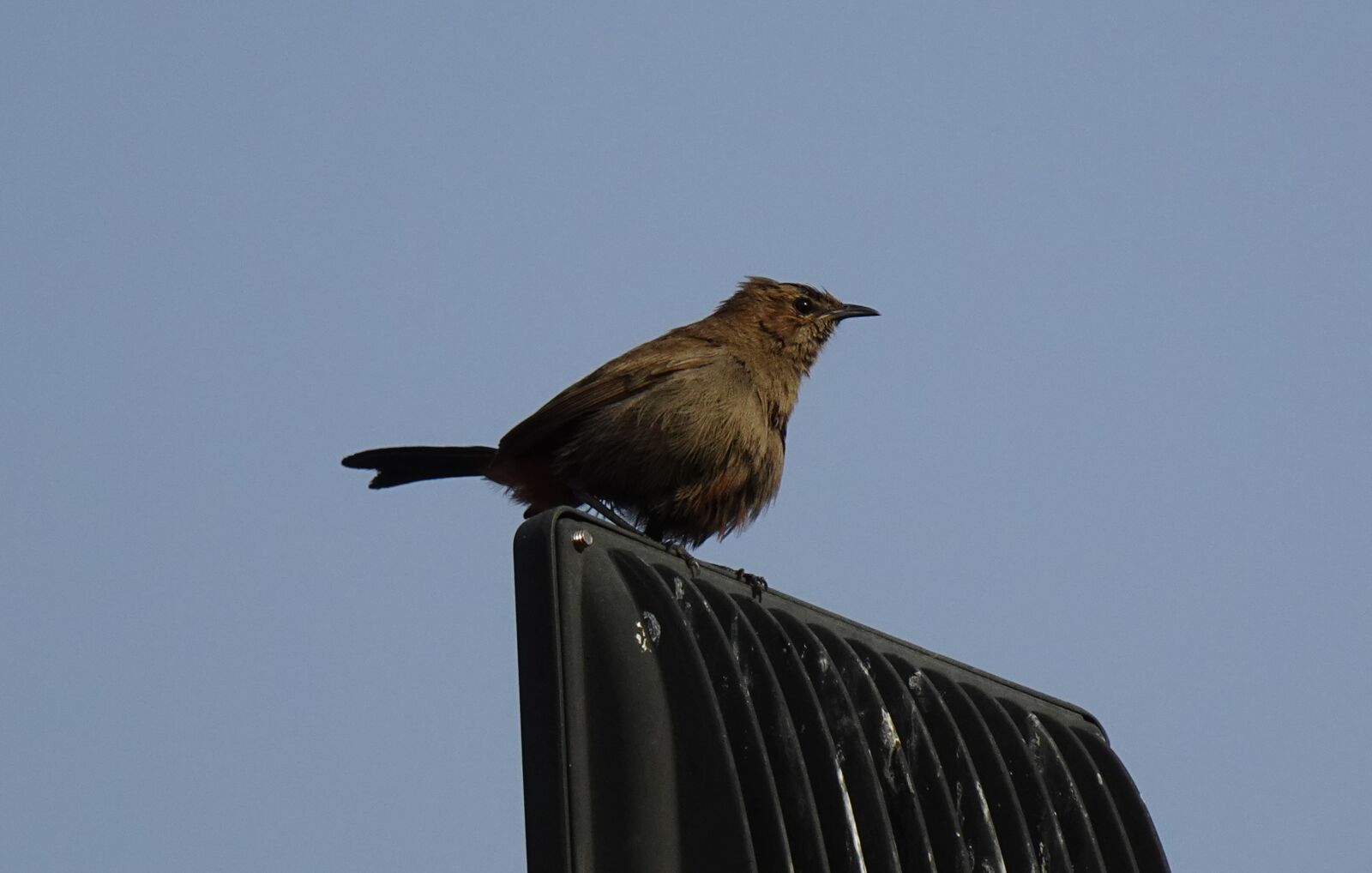 Sony DSC-WX800 sample photo. Bird, brown rock chat photography
