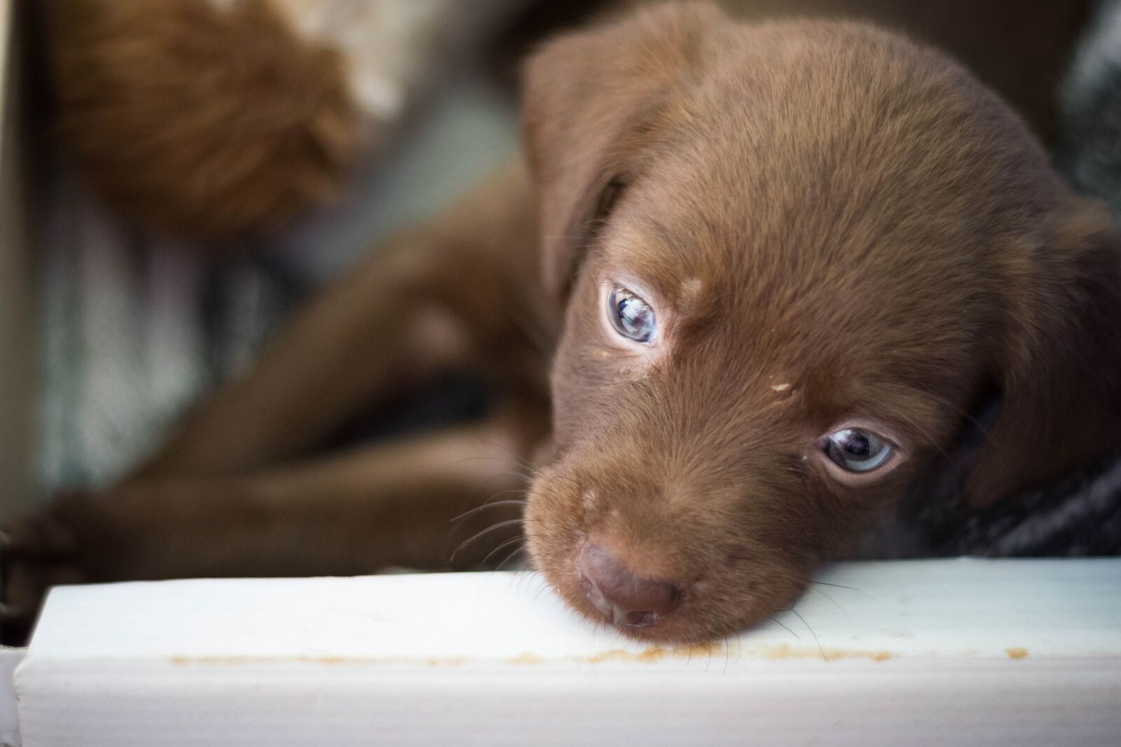 Nikon D5300 sample photo. Dog, adoption, puppy photography