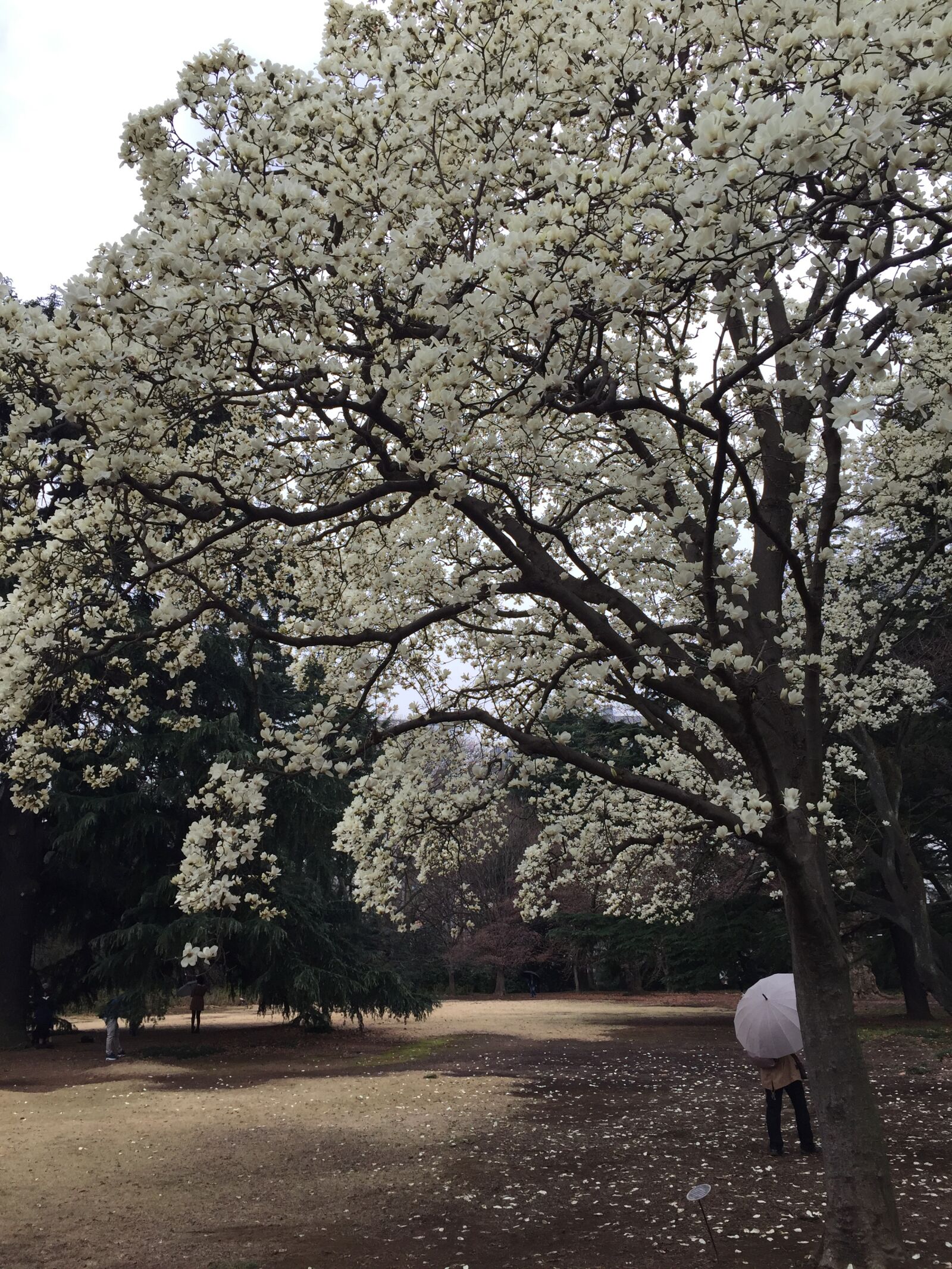 iPhone 6 back camera 4.15mm f/2.2 sample photo. Tokyo, park, japan photography