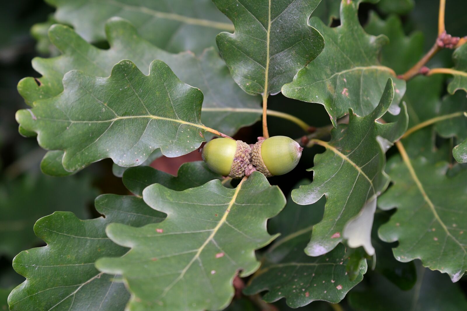 Nikon D500 sample photo. Acorns, oak leaves, autumn photography
